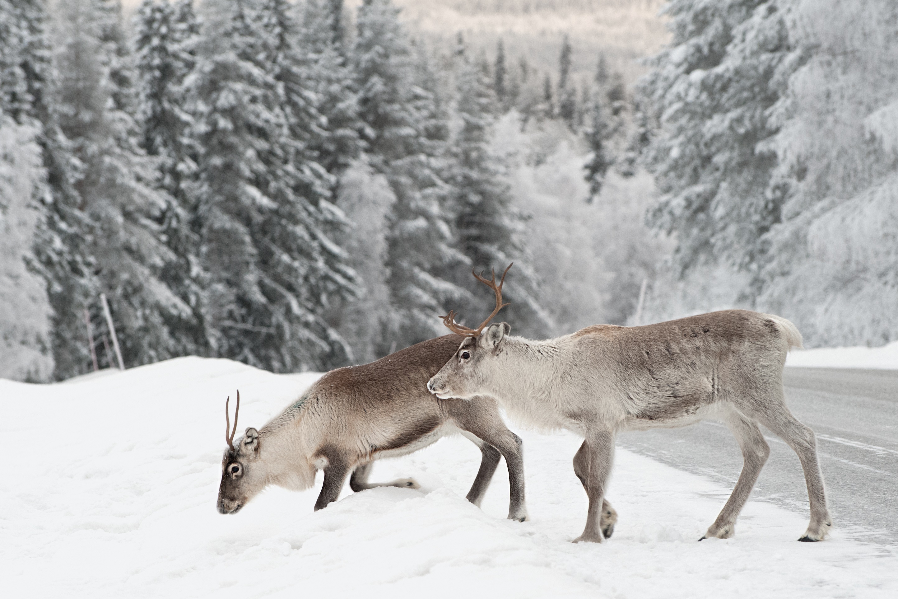 Zwei Rentiere im Winterwald. | Credit: Adobe Stock