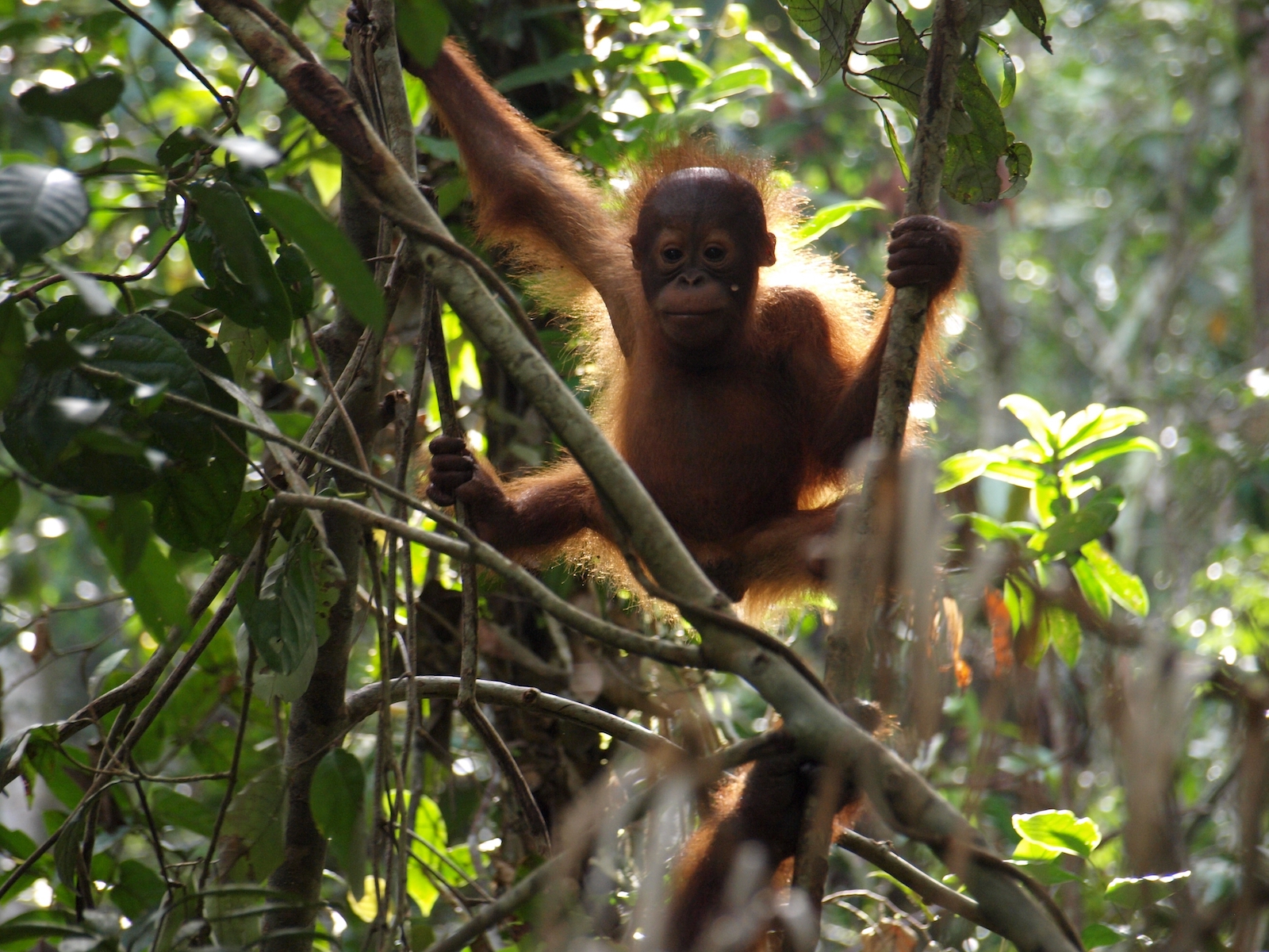 Affe im Dschungel Malaysias