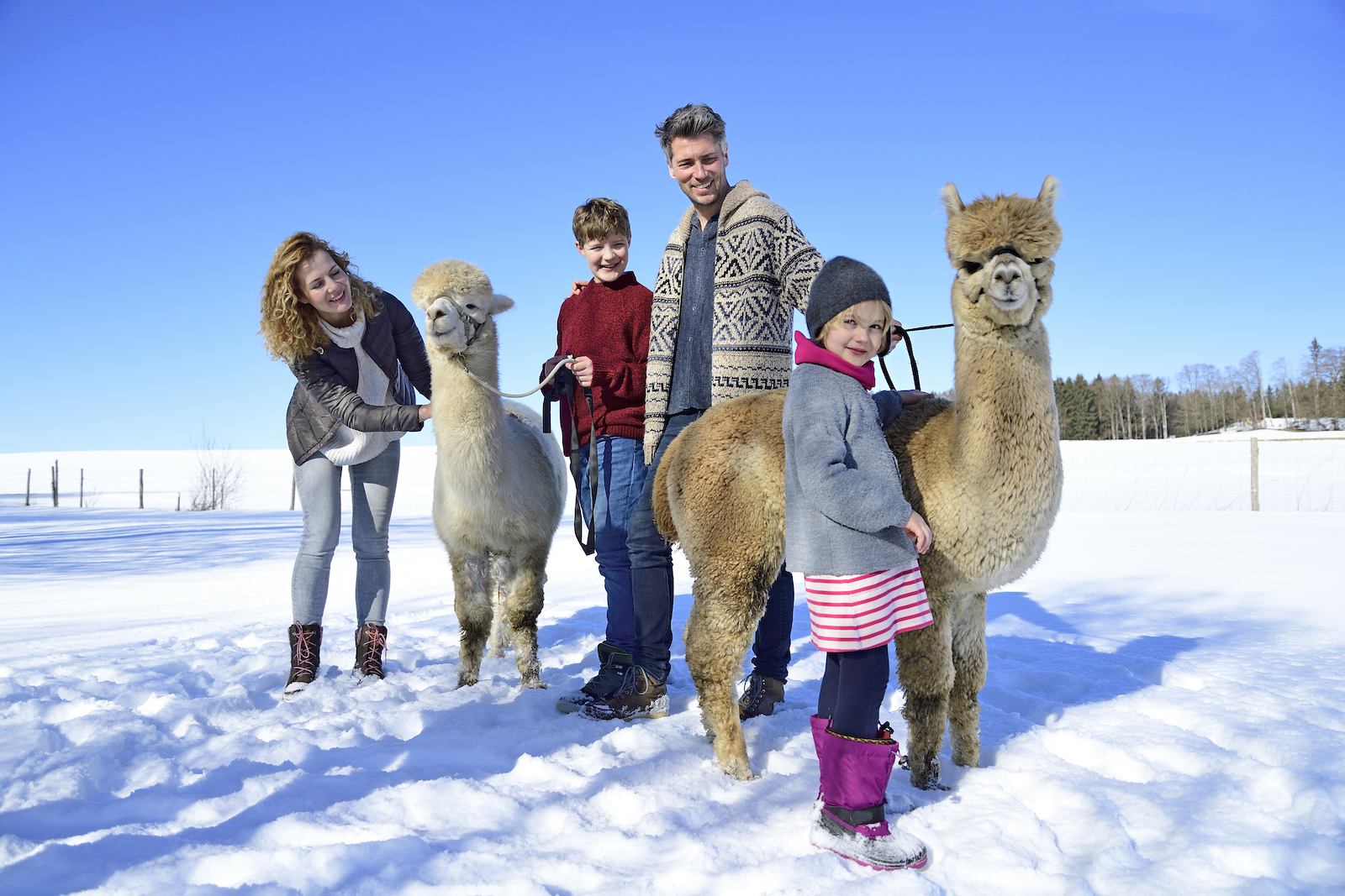 Familie wandert mit zwei Alpakas im Schnee. | Credit: Eyecatcher.pro / Westend61 / picturedesk.com