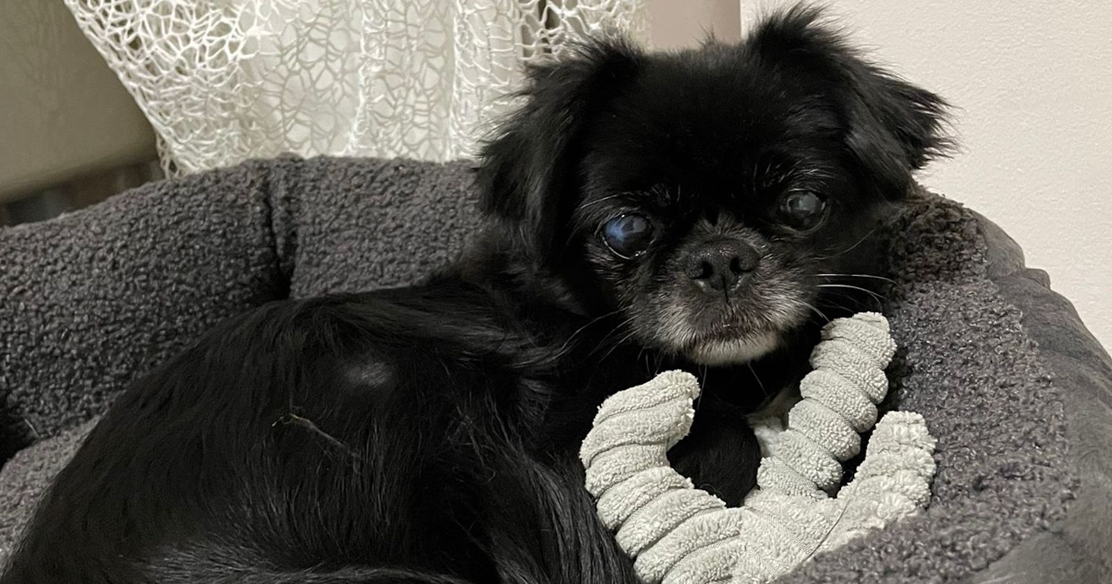 Pekinese im Körbchen | Credit: TierQuarTier Wien