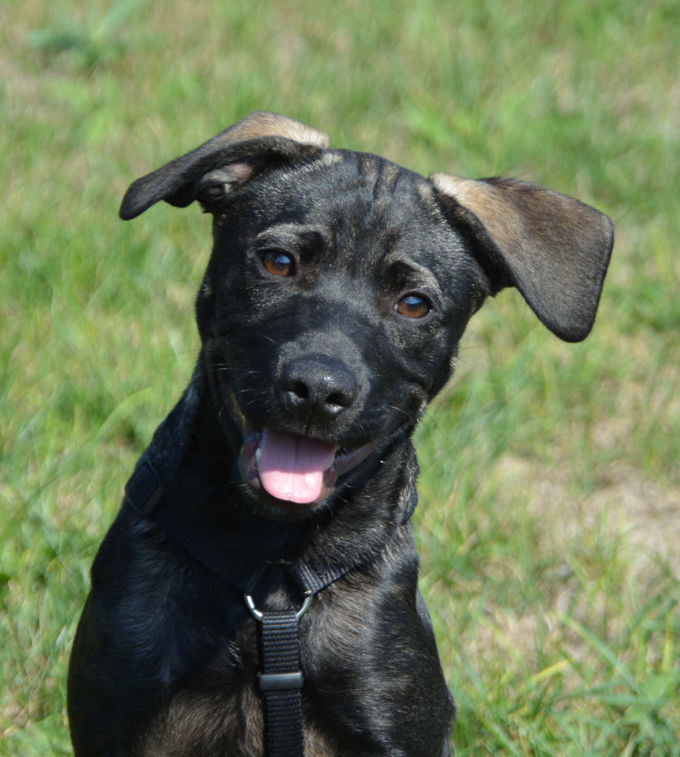 Schwarzer Hundewelpe auf einer Wiese | Credit: TierQuarTier Wien