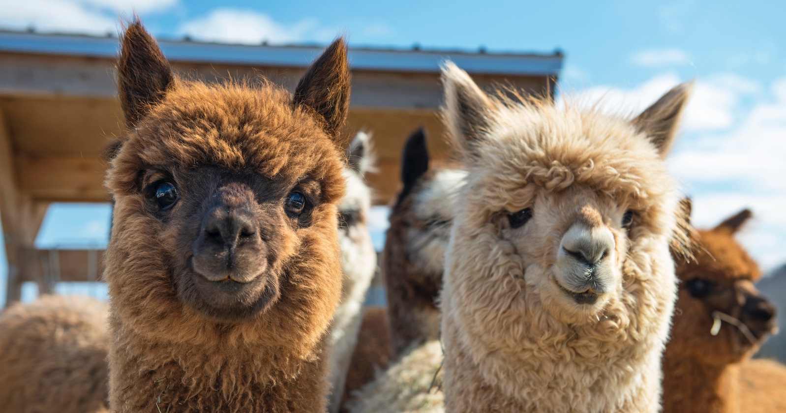 Zwei flauschige Alpakas. | Credit: iStock.com/MayaCom