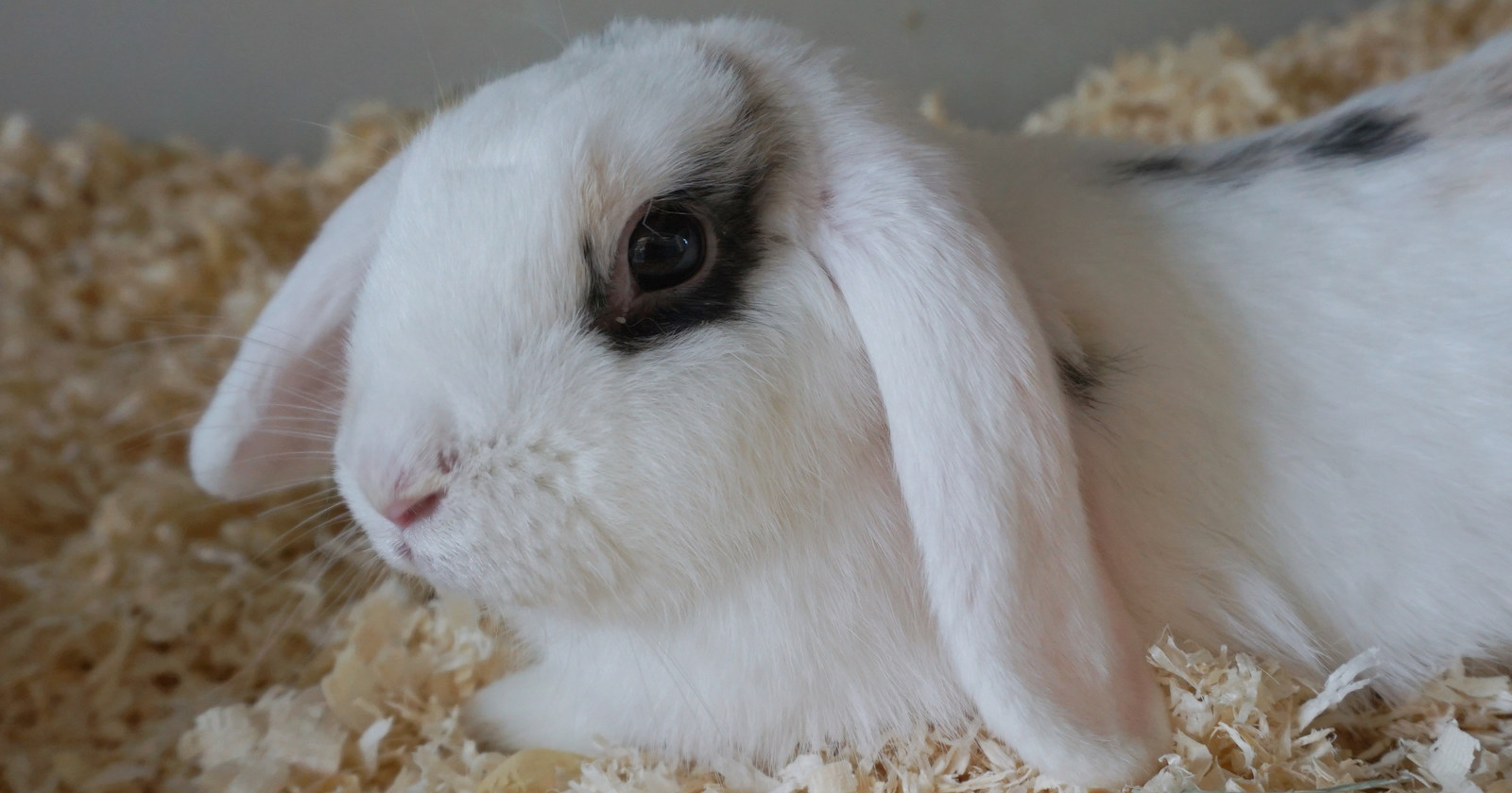 Weißes Kaninchen liegt auf Streu| Credit: TierQuarTier Wien
