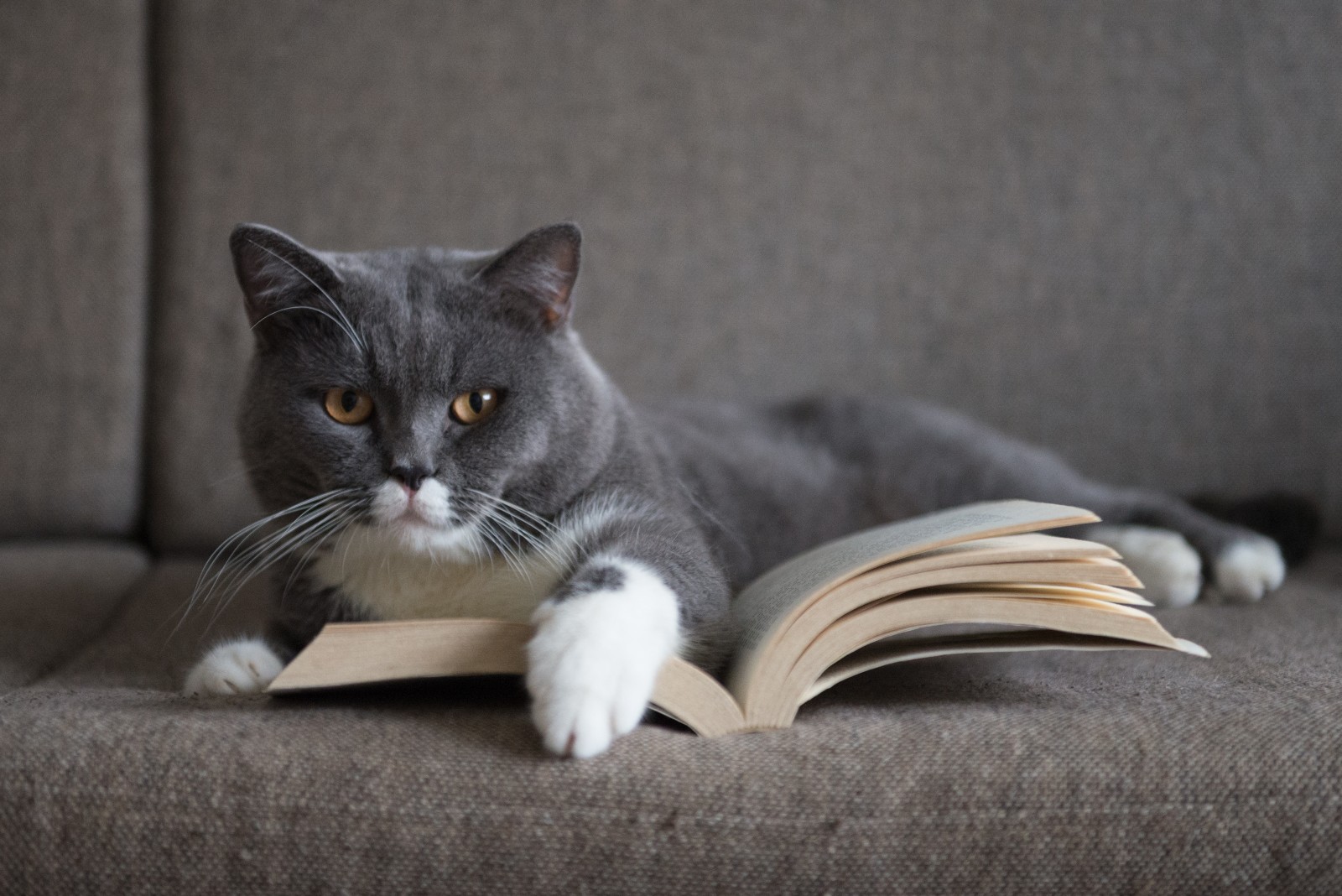 Katze liegt auf einem Buch | Credit: iStock.com/chendongshan