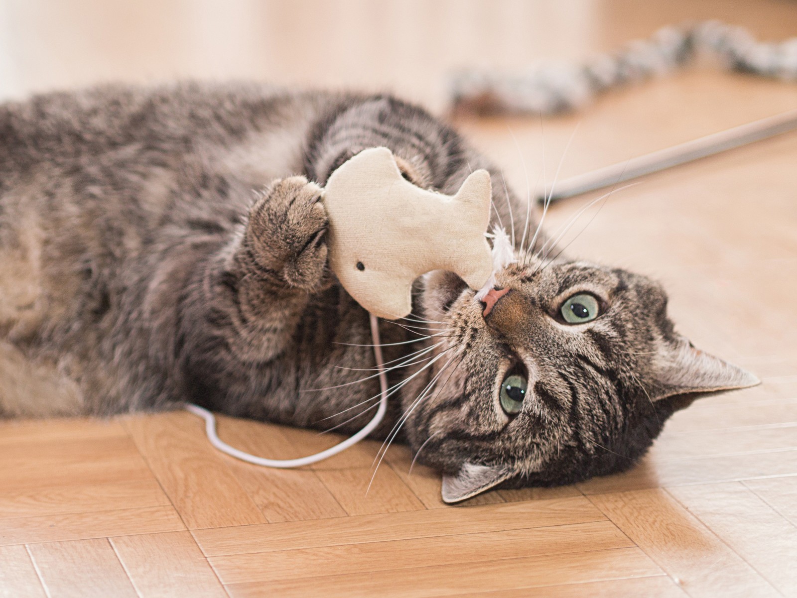 Katze spielt mit einem Stoff-Fisch | Credit: iStock.com/Edith64