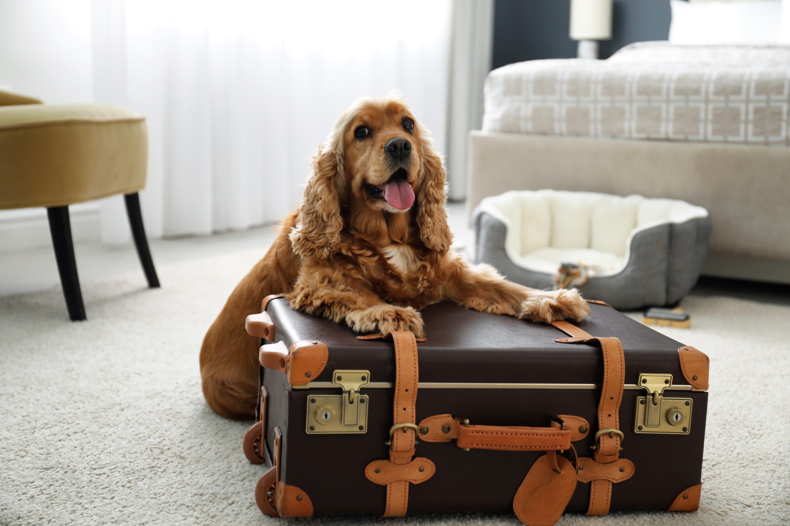 Ein Hund sitzt auf einem Reisekoffer | Credit: iStock.com/Liudmila Chernetska