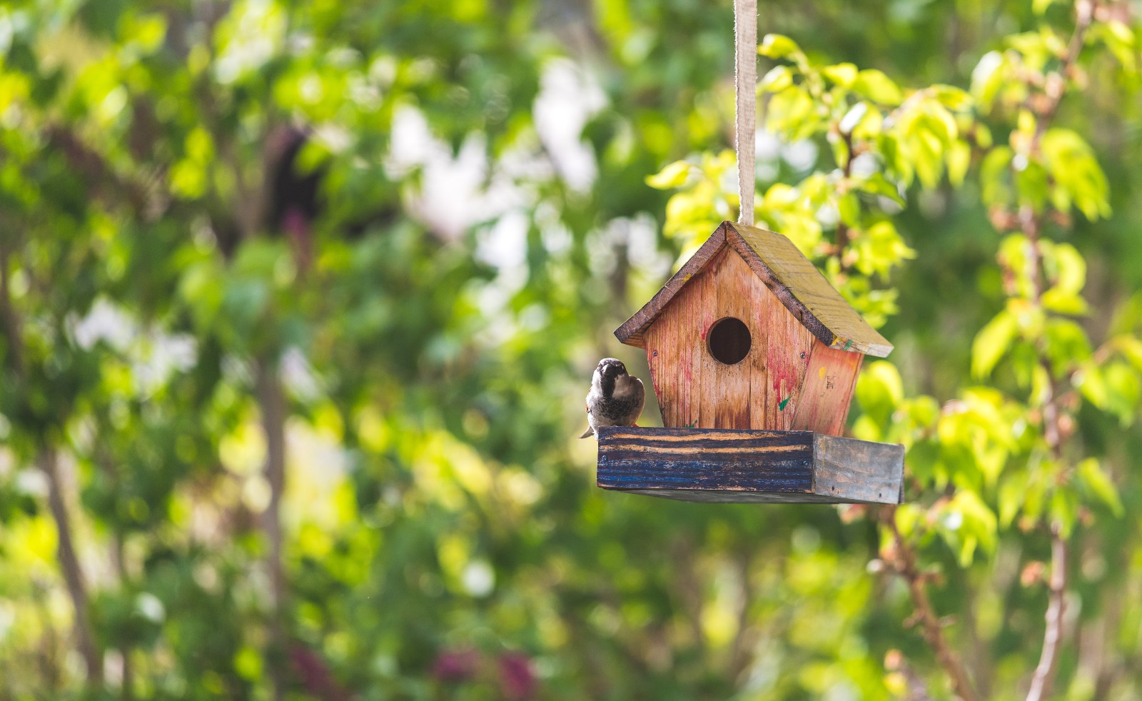 Vogelhaus hängt auf einem Baum im Garten | Credit: iStock.com/Patrick Daxenbichler