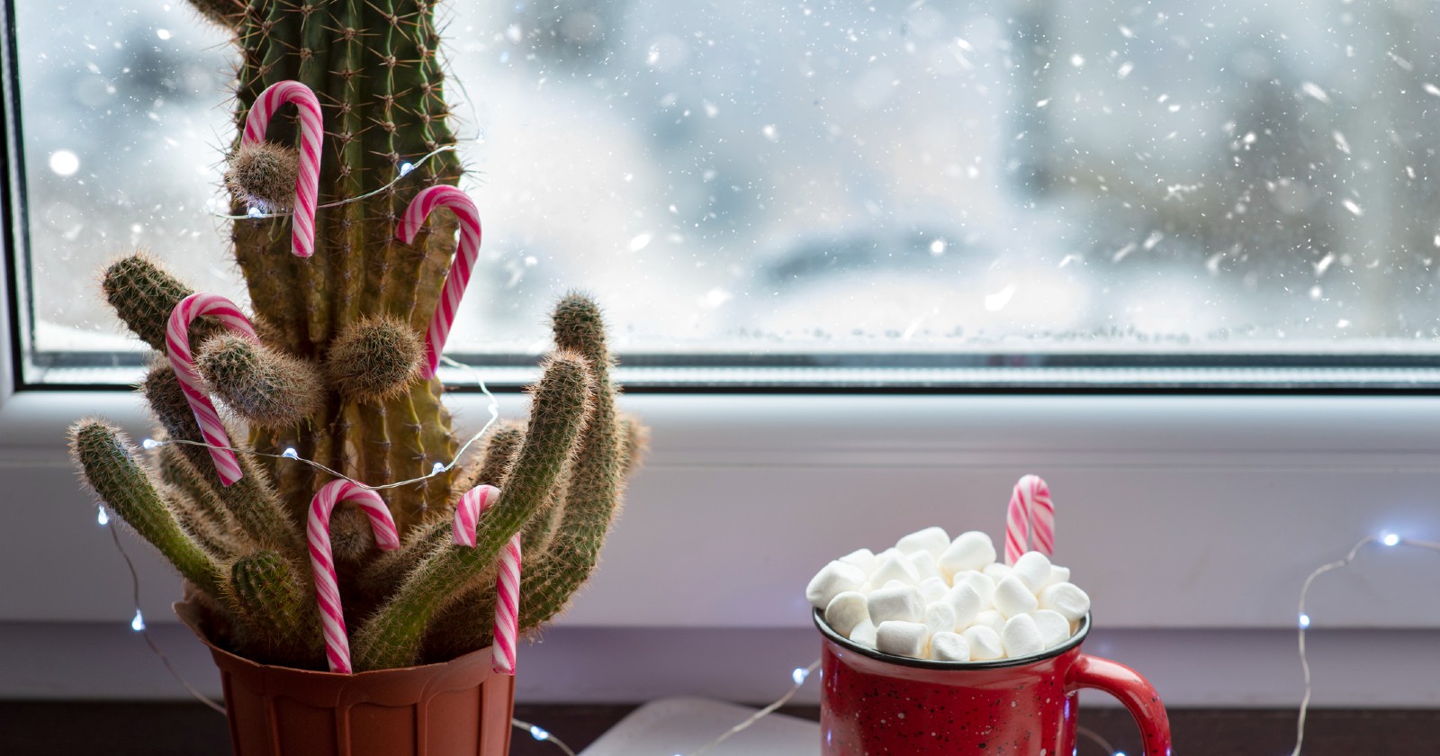 Kaktus mit Zuckerstangen steht auf einem Fensterbrett | Credit: iStock.com/Timofey Zadvornov