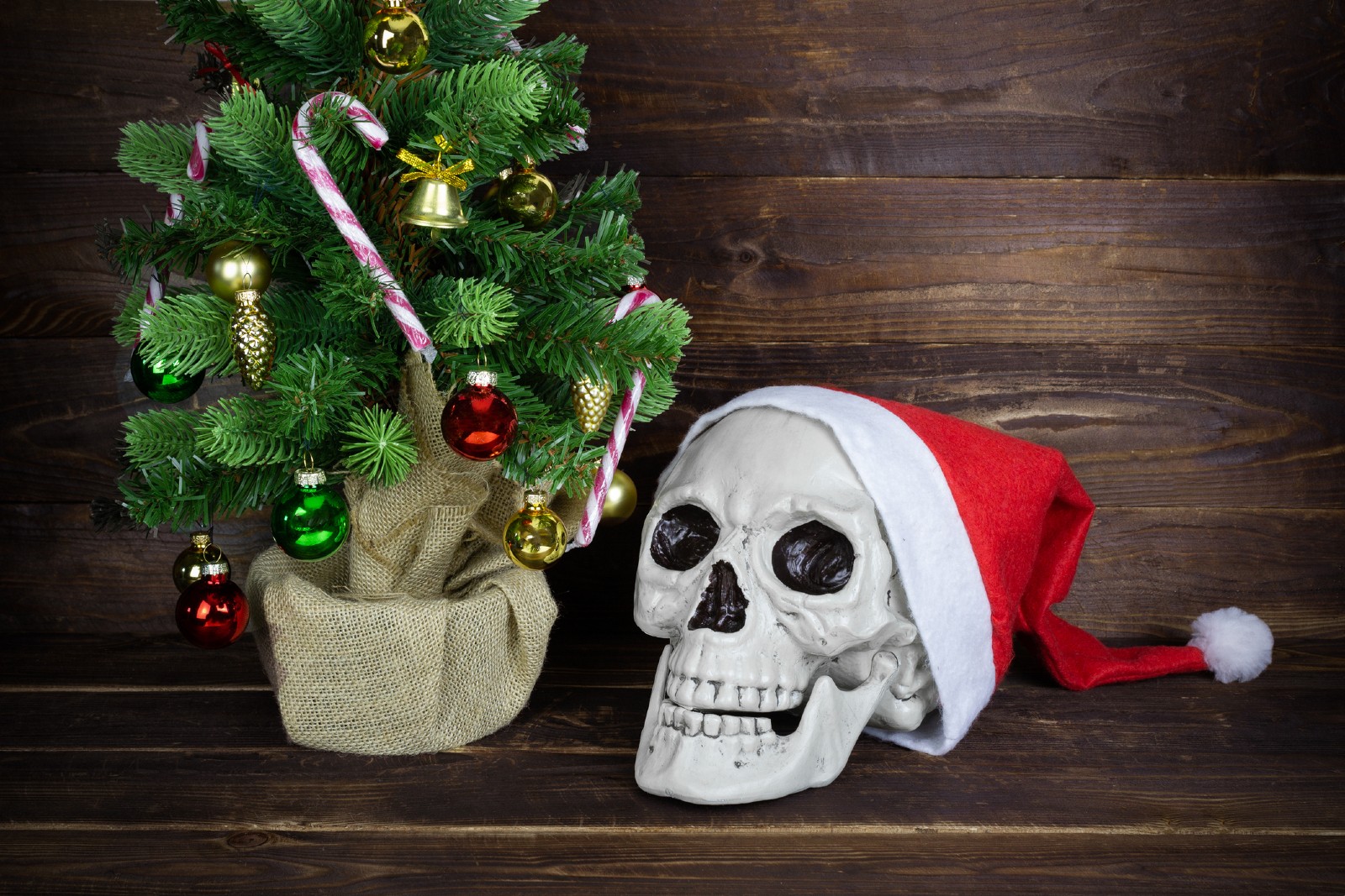 Totenkopf mit Weihnachtsmütze steht neben einem Weihnachtsbaum | Credit: iStock.com/MarSpb20