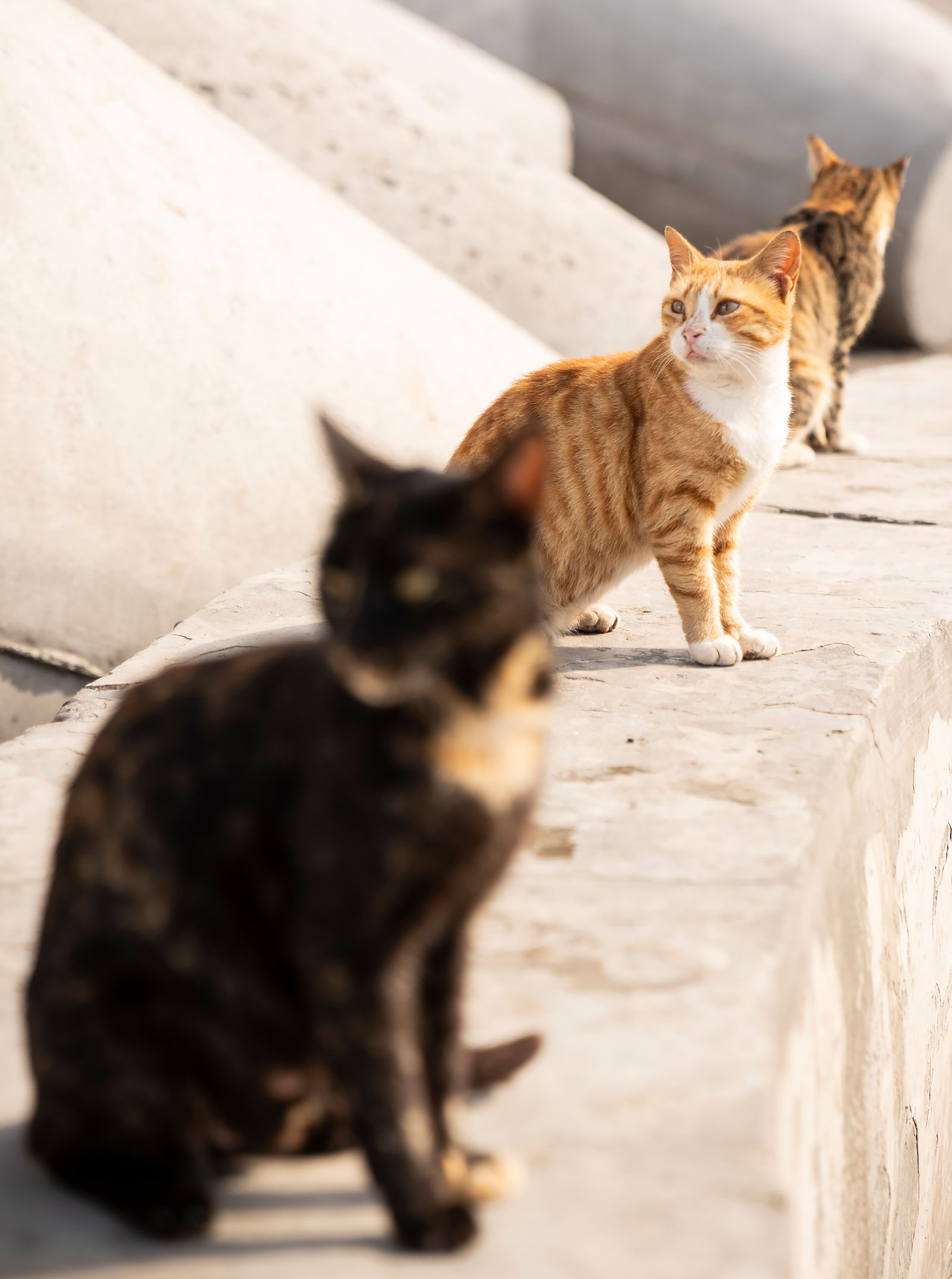 Streunerkatzen auf der Mauer | Credit: iStock.com/Cavan Images