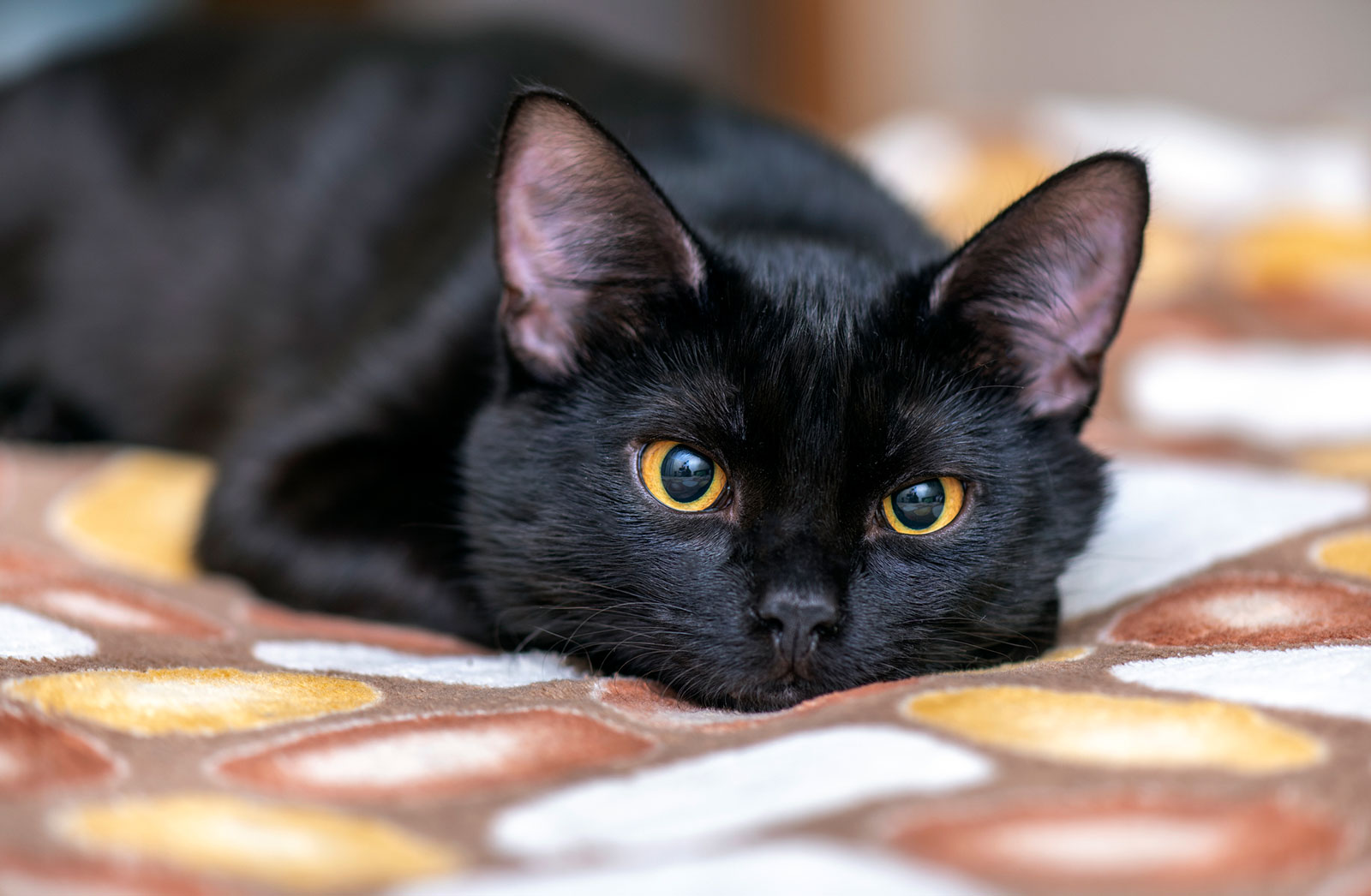 Schwarze Katze liegt ausgestreckt auf dem Bett | Credit: iStock.com/AlxeyPnferov