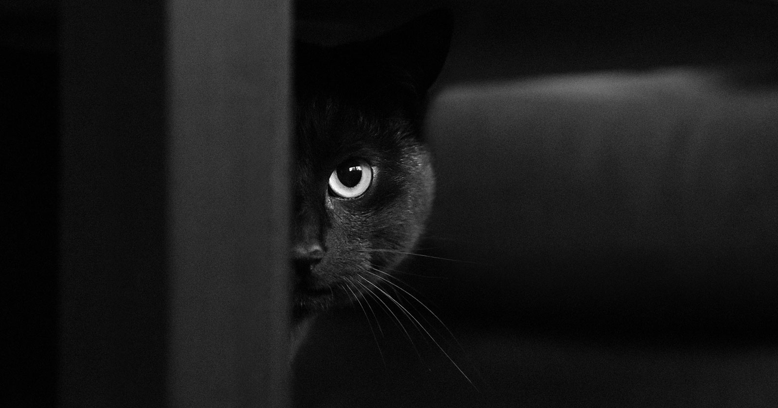 Schwarze Katze | Credit: iStock.com/Nils Jacobi