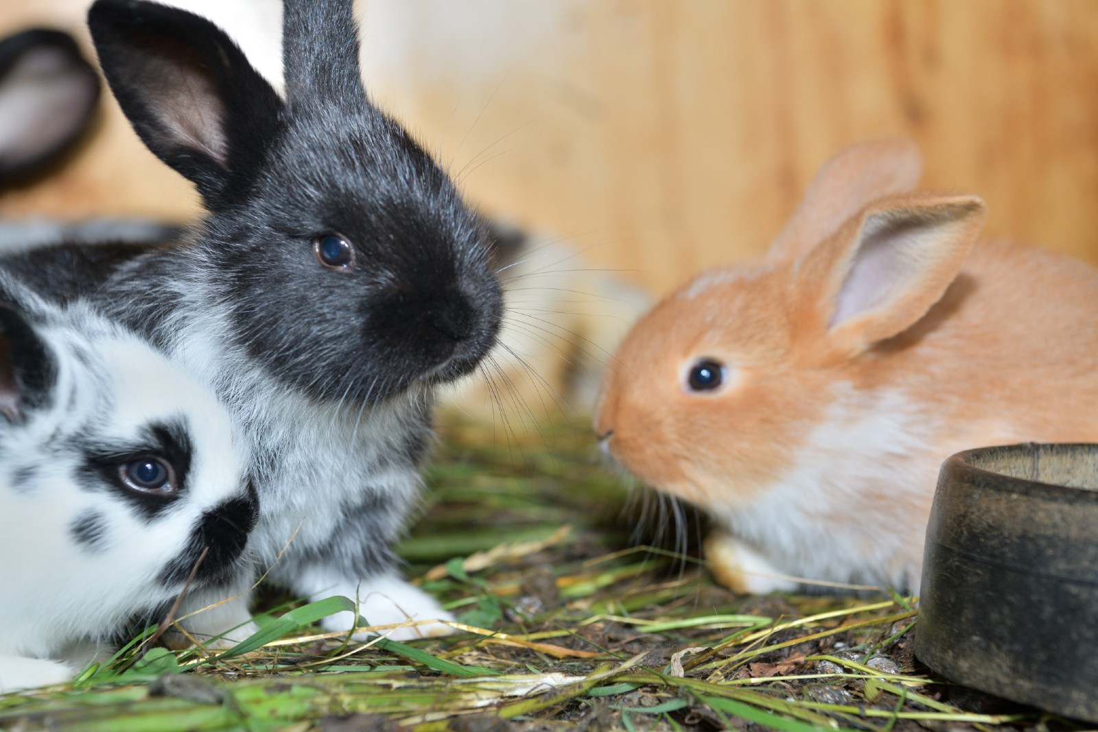 Drei Kaninchen sitzen in Heu und fressen | Credit: iStock.com/Pavol Klimek