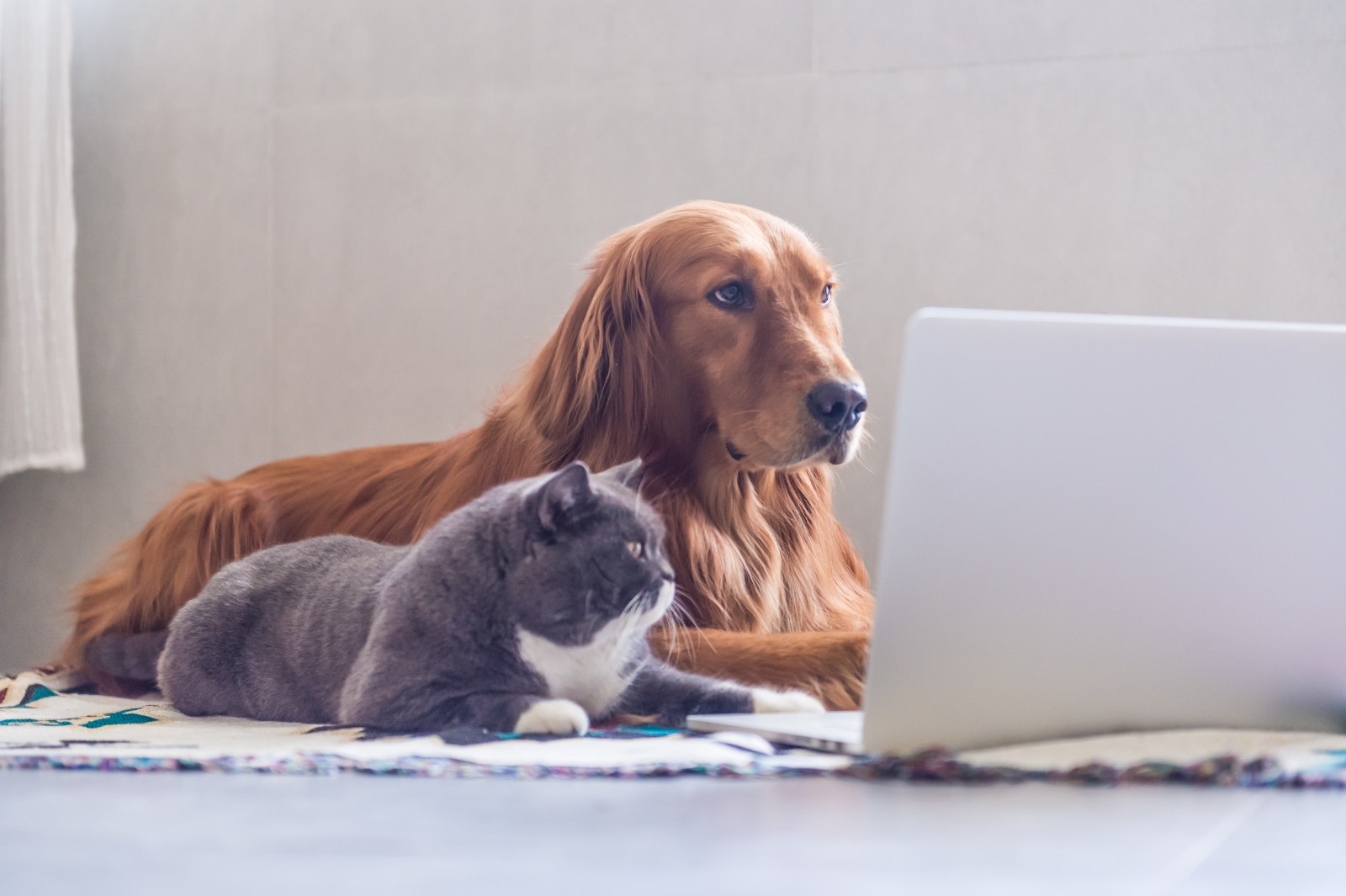 Hund und Katze liegen vor einem Laptop | Credit: iStock.com/chendongshan