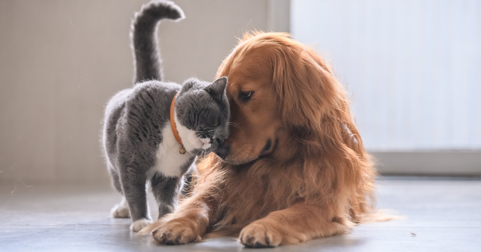 Katze knuddelt mit Hund | Credit: iStock.com/chendongshan
