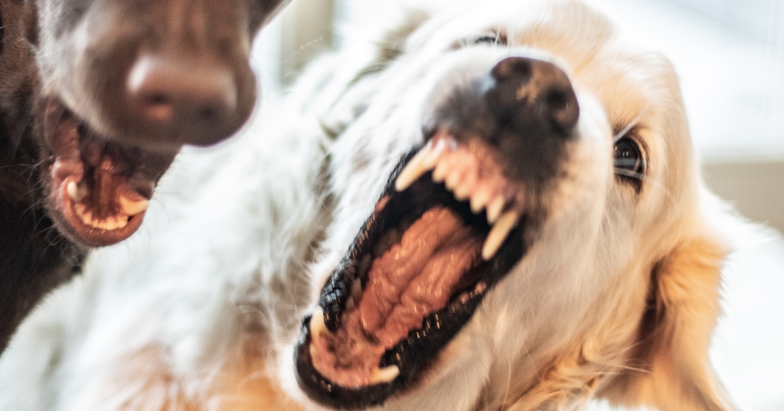 Ein dunkler und ein heller Hund, die aggressiv die Zähne fletschen