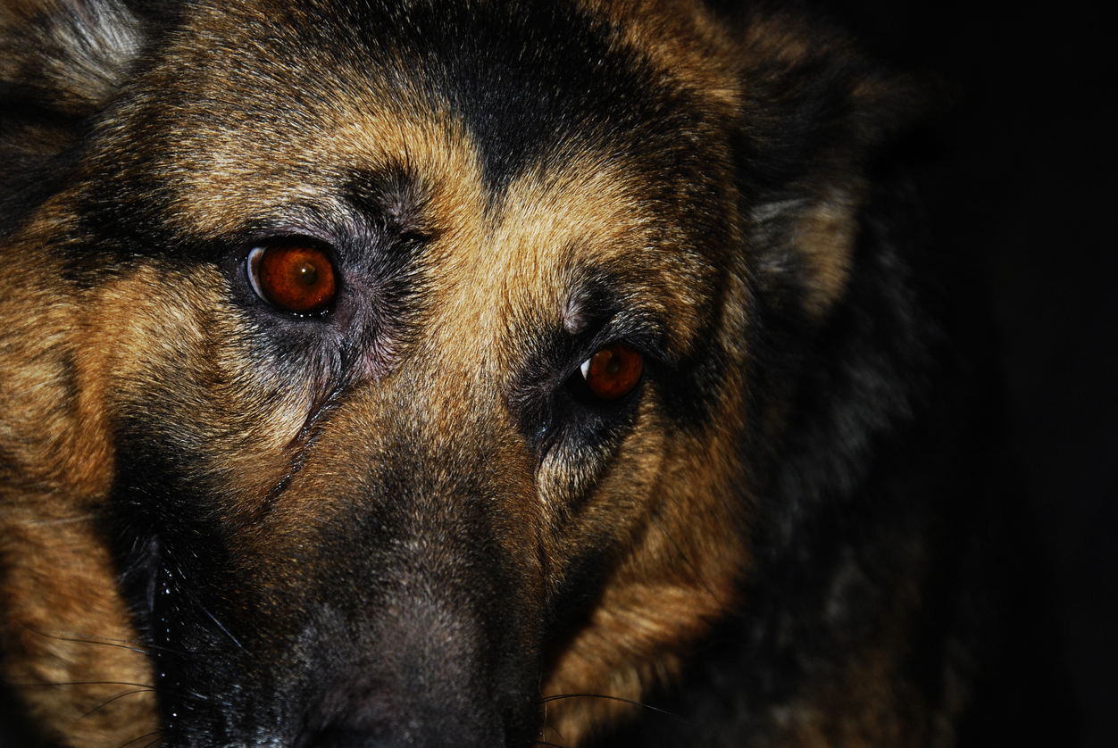 Schäferhund I Credit: iStockphoto.com/ZHARATE