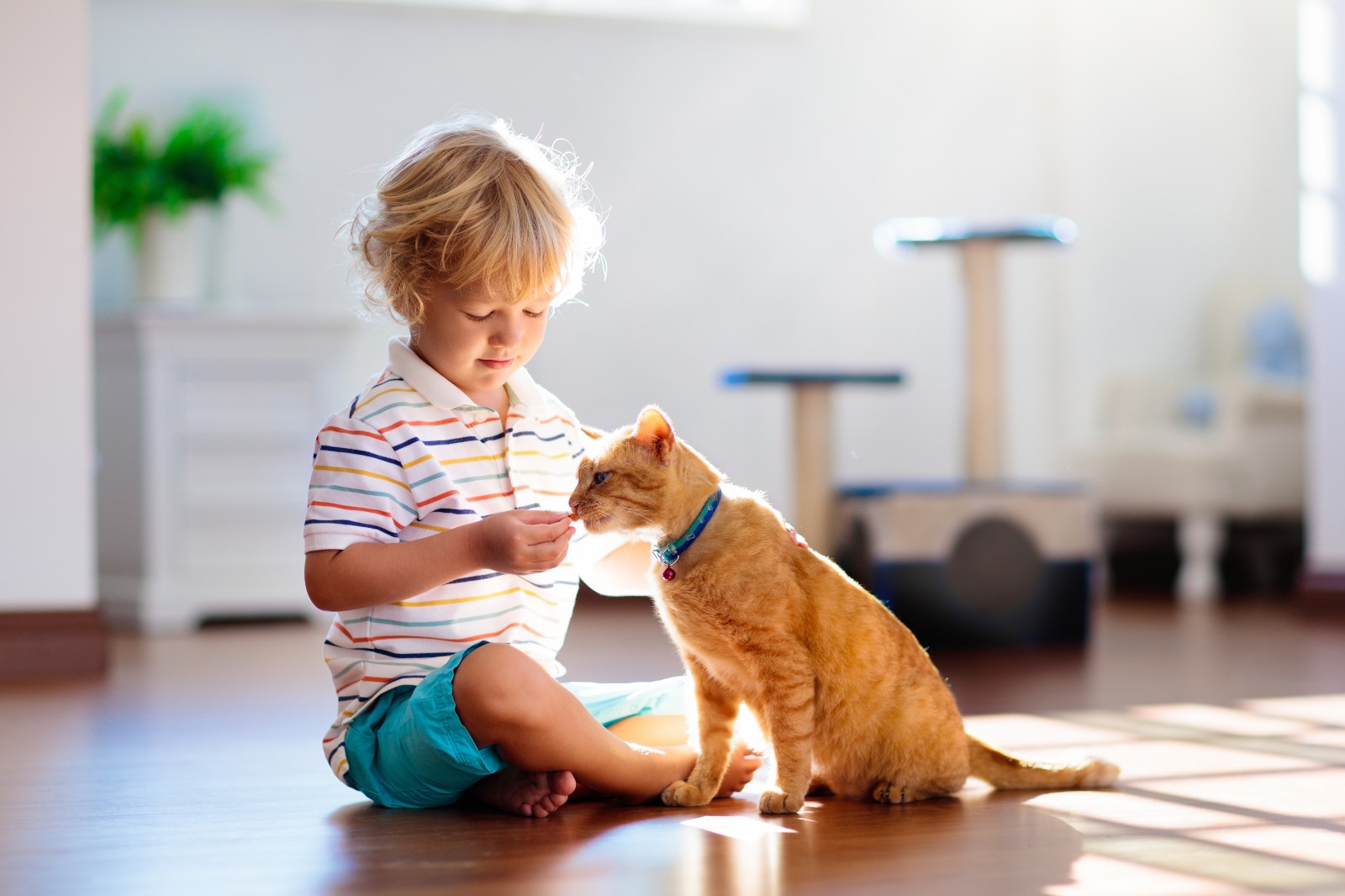 Kind gibt einer Katze ein Leckerli | Credit: iStock.com/FamVeld