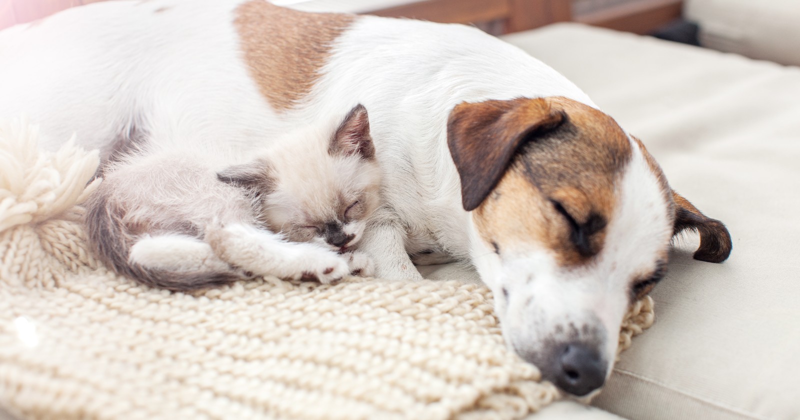 Welpe und Kitten schlafen auf einer weißen Decke | Credit: iStock.com/TatyanaGl