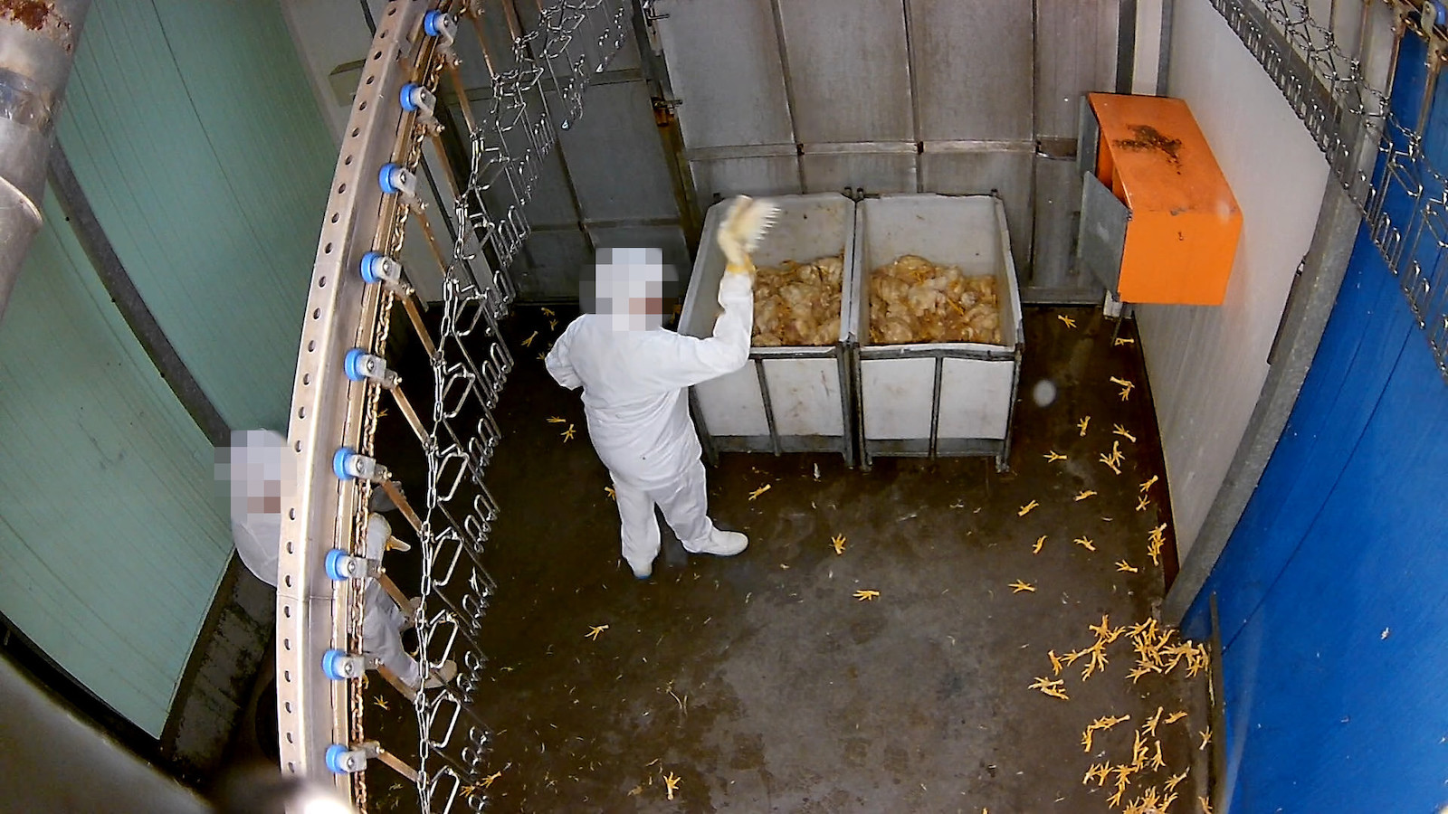 Ein Schlachthof-Mitarbeiter erschlägt ein Huhn.