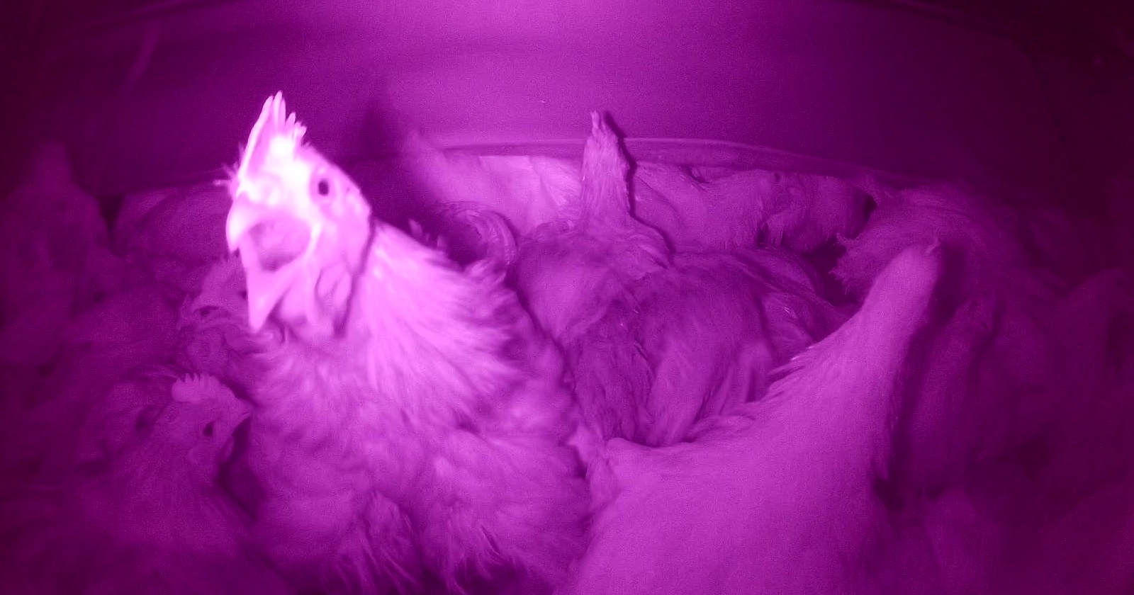 Verängstigte Hühner in der Betäubungsanlage.