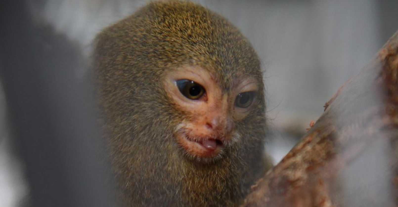 kleiner Affe, Gesicht