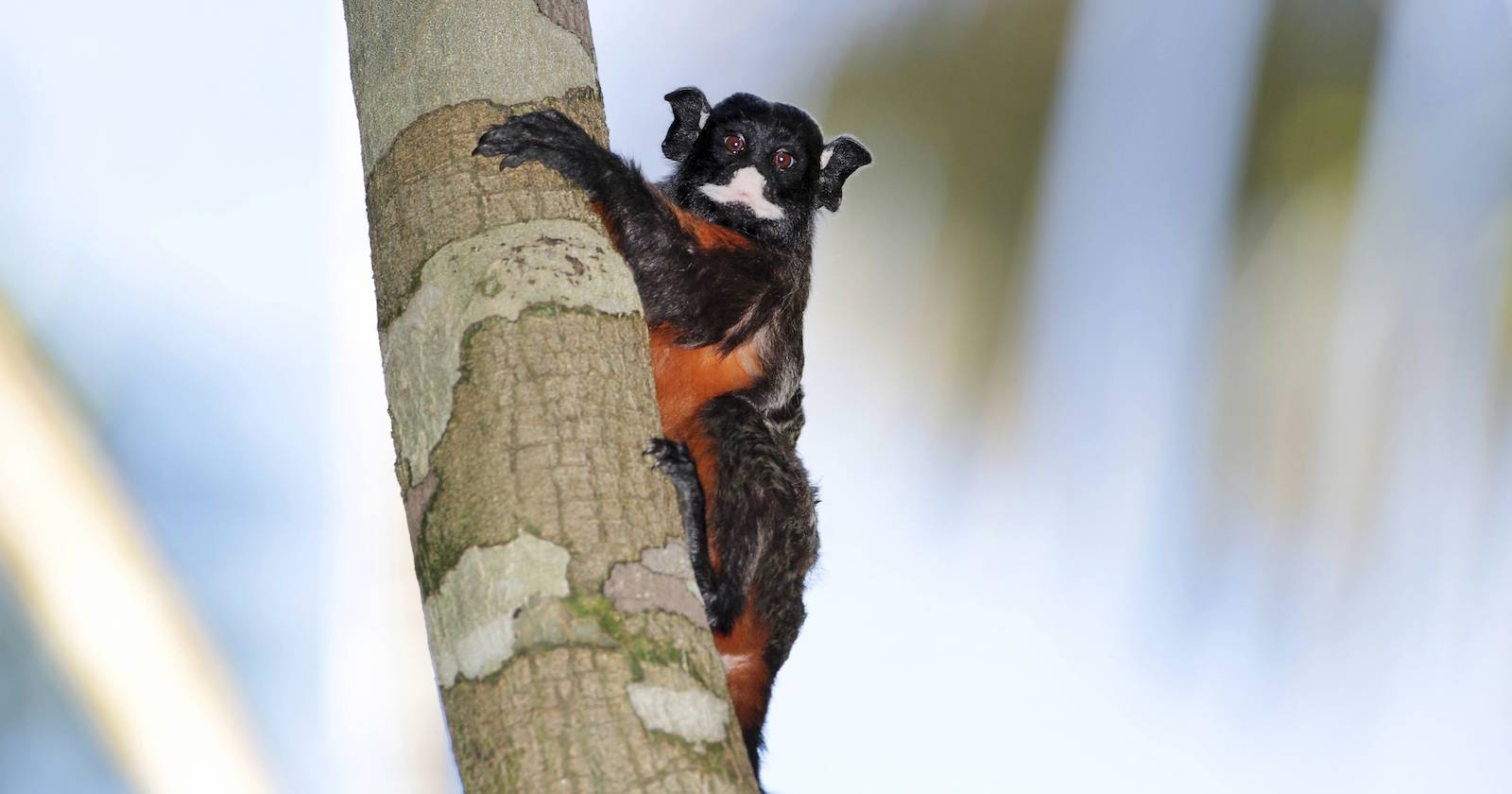 Affe klammert sich an Baumstamm