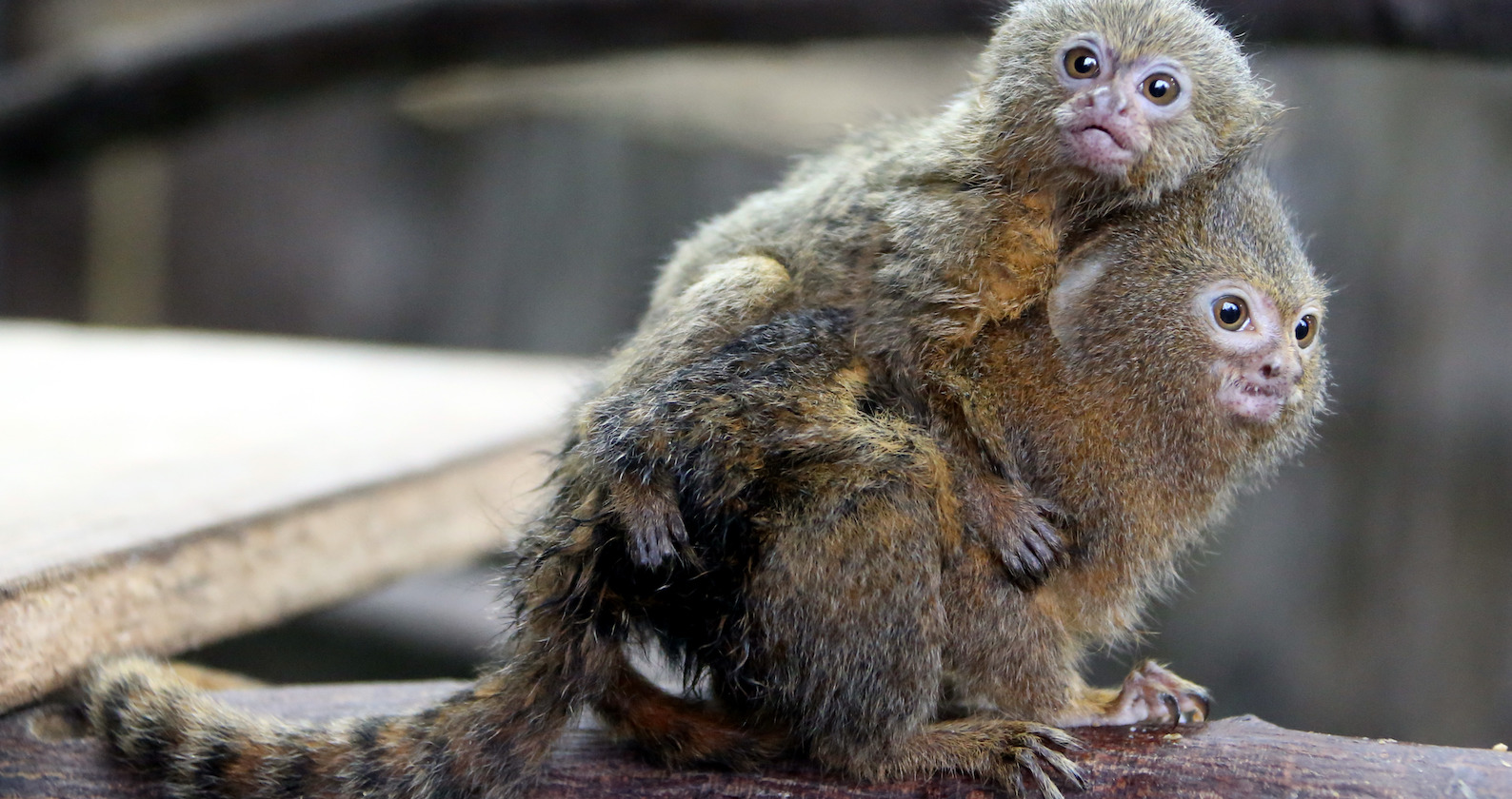 Baby am Rücken der Mutter