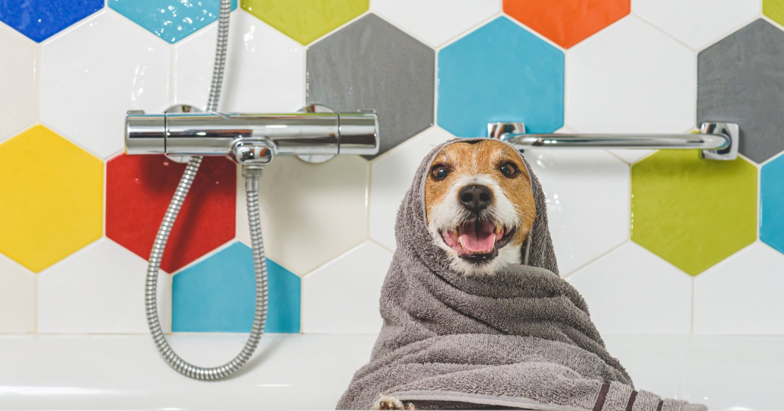 Hund sitzt in der Wanne vor einem alten Fliesenspiegel | Credit: iStock.com/alexei_tm