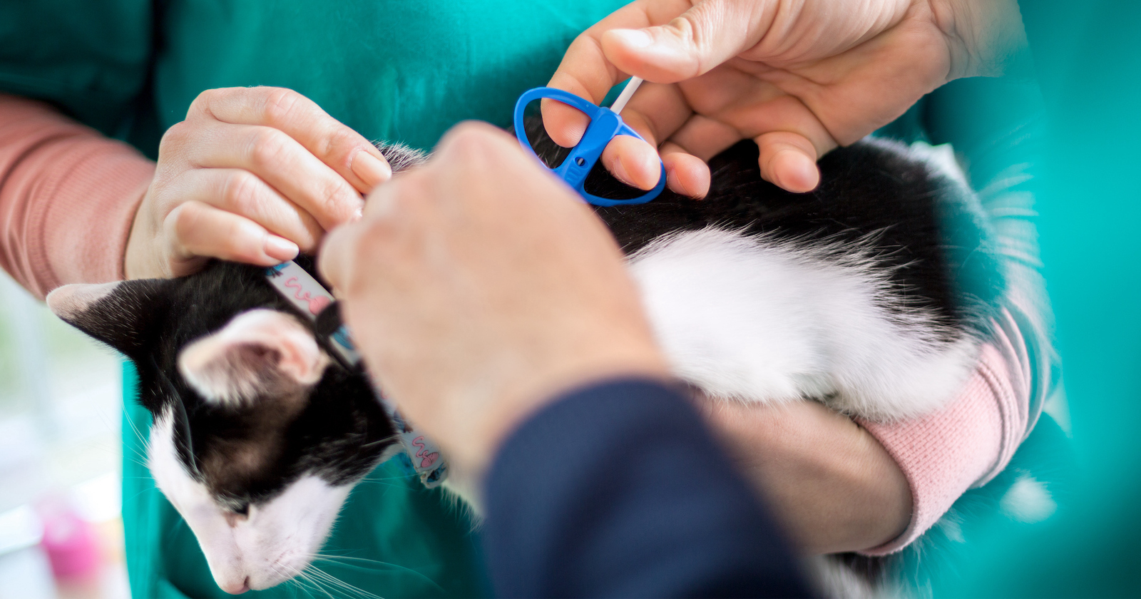 schwarz-weiße Katze wird beim Tierarzt ein Chip implantiert | Credit: iStock.com/LuckyBusiness