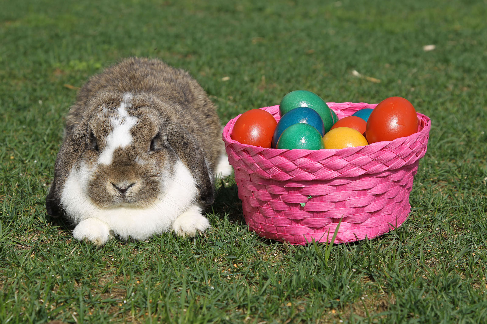 Hase neben einem Korb mit Ostereiern