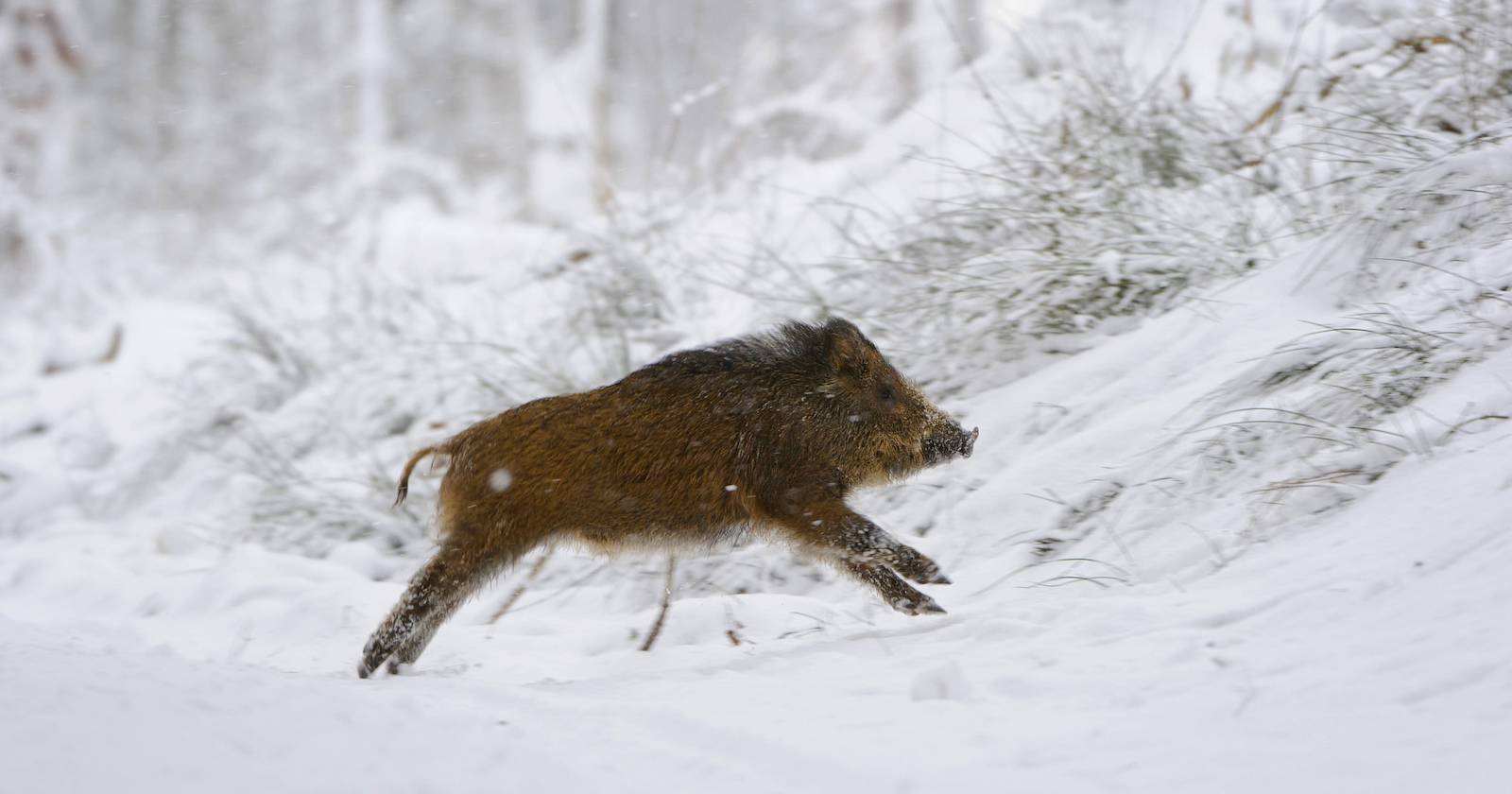 Wildschwein im winterlichen Wald