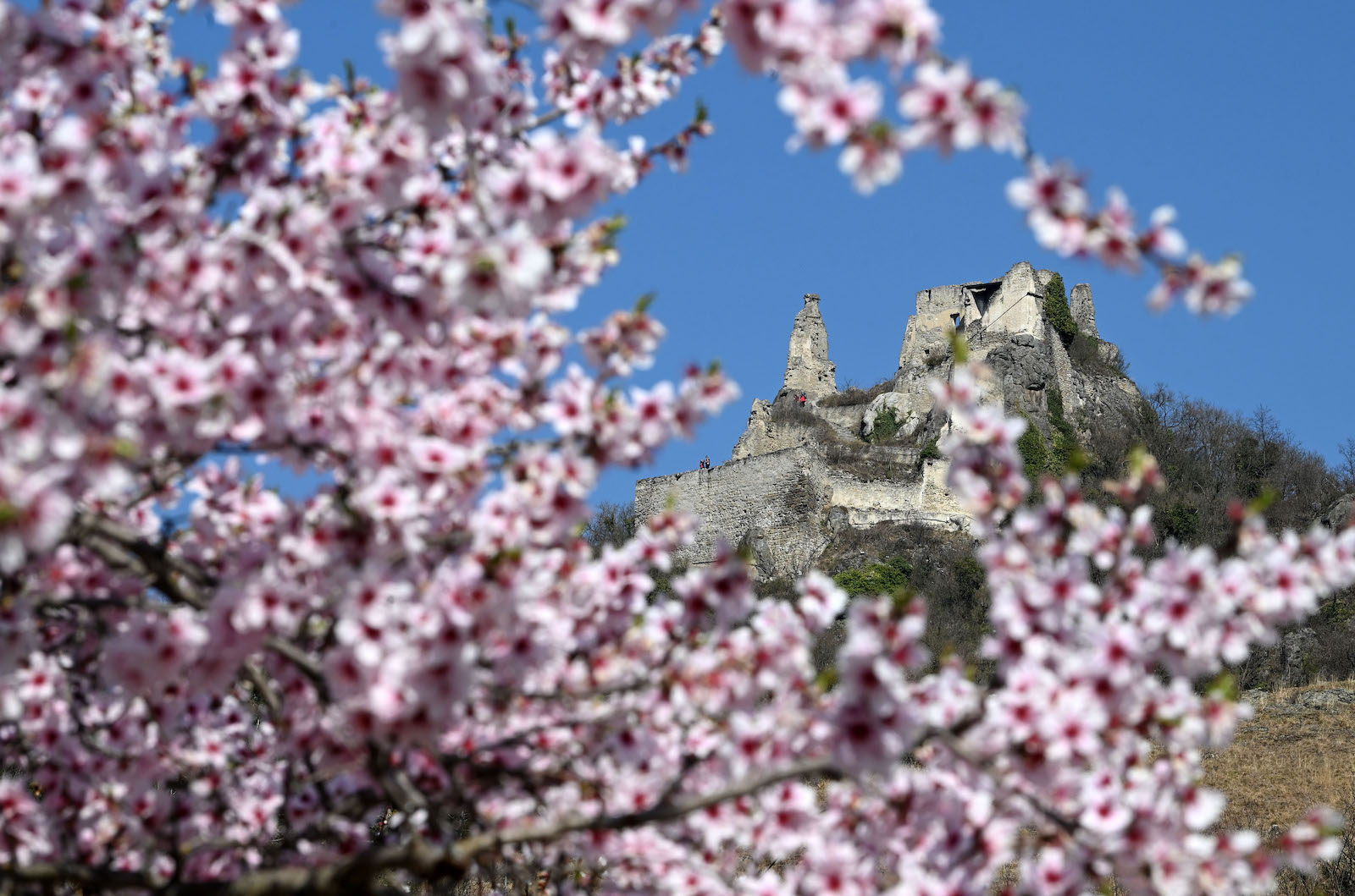 Marillenblüte in der Wachau I Credit:  HELMUT FOHRINGER/APA/picturedesk.com