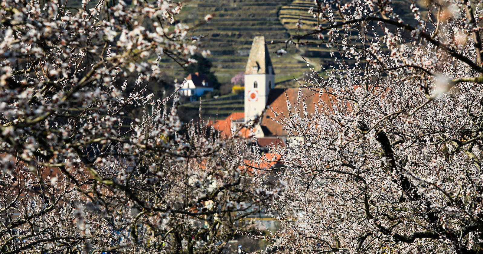 Marillenblüte Wachau I Credit: Rudolf Brandstätter/picturedesk.com