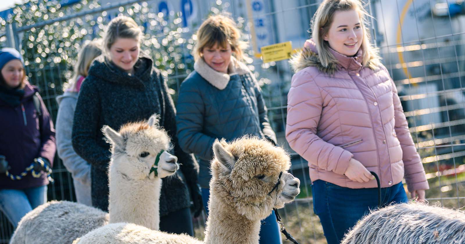Alpakawanderung in einer Gruppe | Credit:  Mohssen Assanimoghaddam / dpa / picturedesk.com