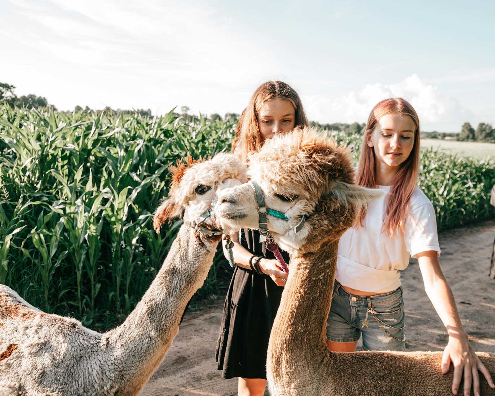 Kinder wandern zusammen mit Alpakas | Credit: iStock.com/Tatsiana Volkava