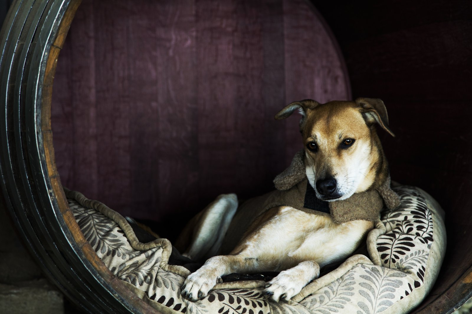 Hund entspannt in der Weinfass-Hundehütte | Credit: iStock.com/Lucas Ranzuglia