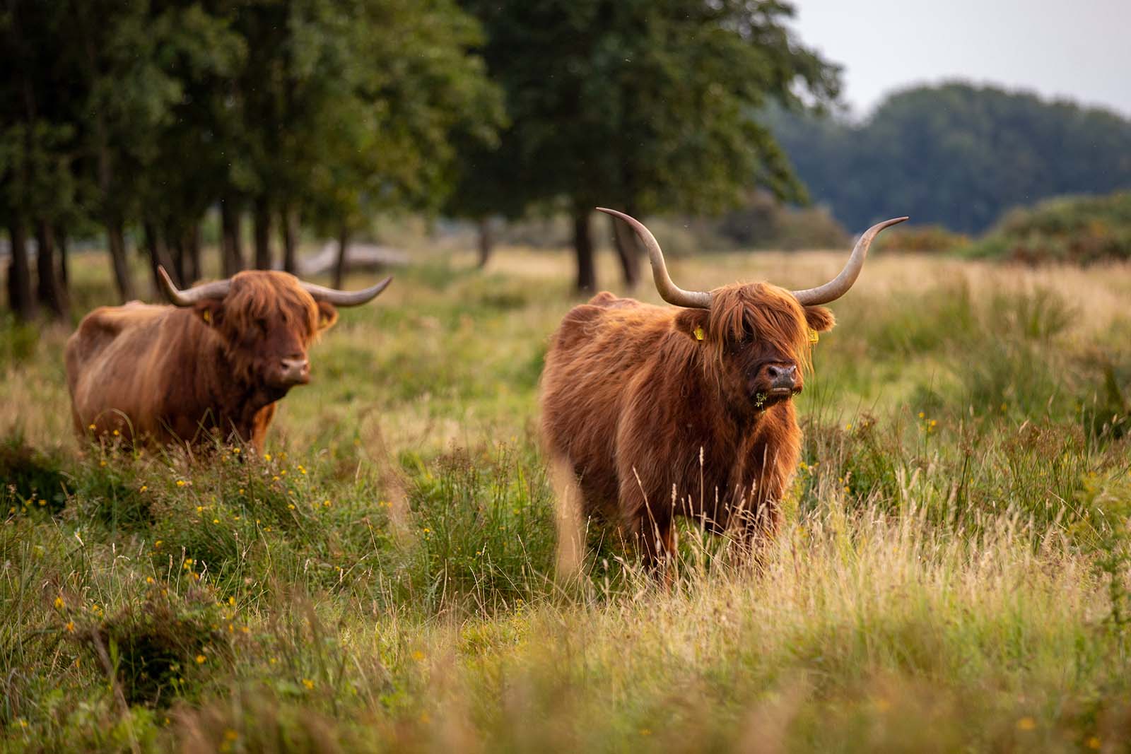 Schottische Hochlandrinder in den Dünen | Credit: iStock.com/RDphotos
