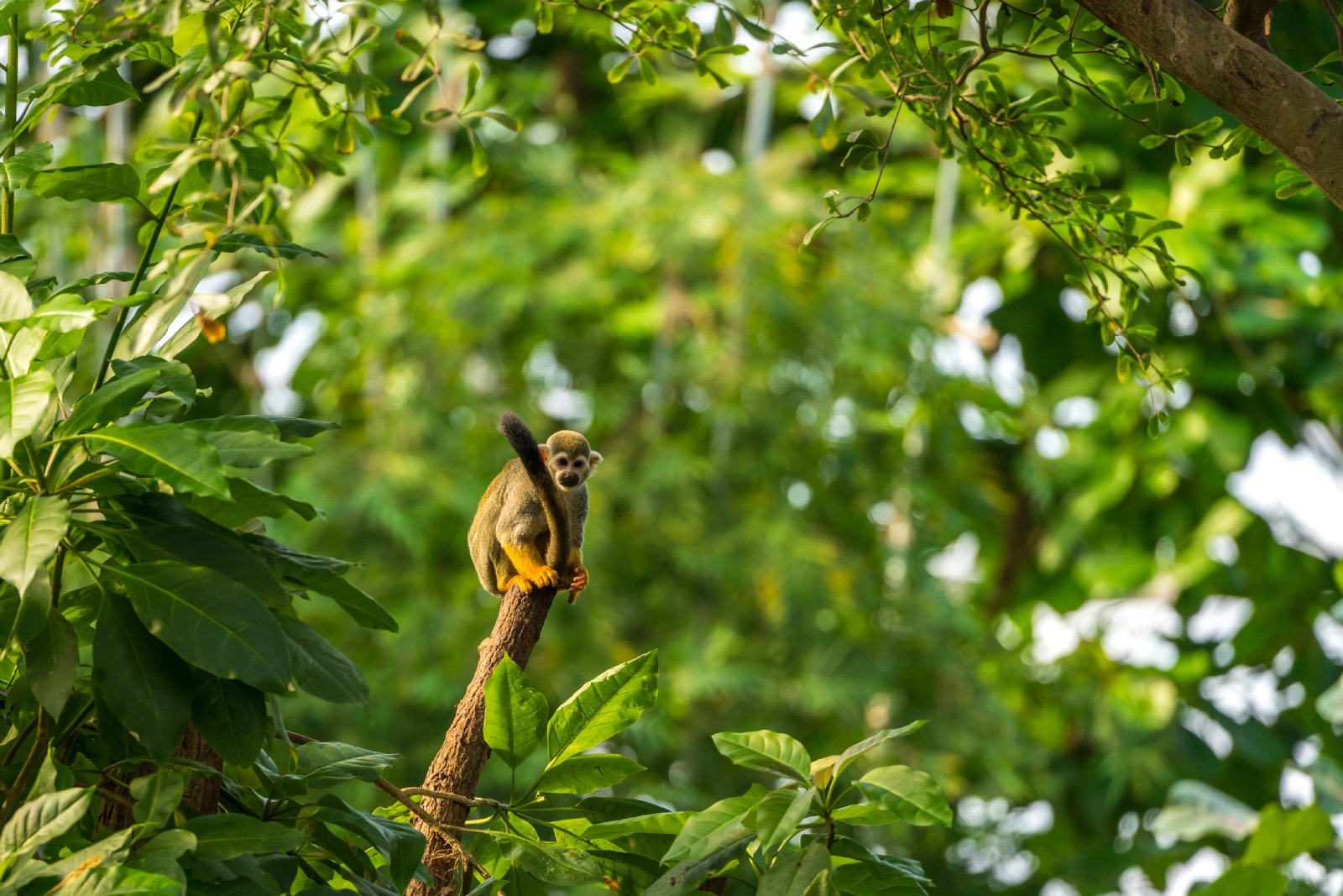 Totenkopfäffchen im Amazonas Regenwald | Credit: iStock.com/David Ziegler