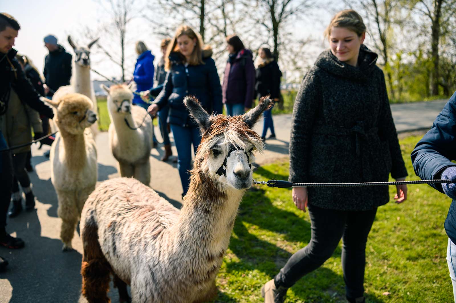 Gruppe wandert mit Alpakas | Credit: Mohssen Assanimoghaddam / dpa / picturedesk.com