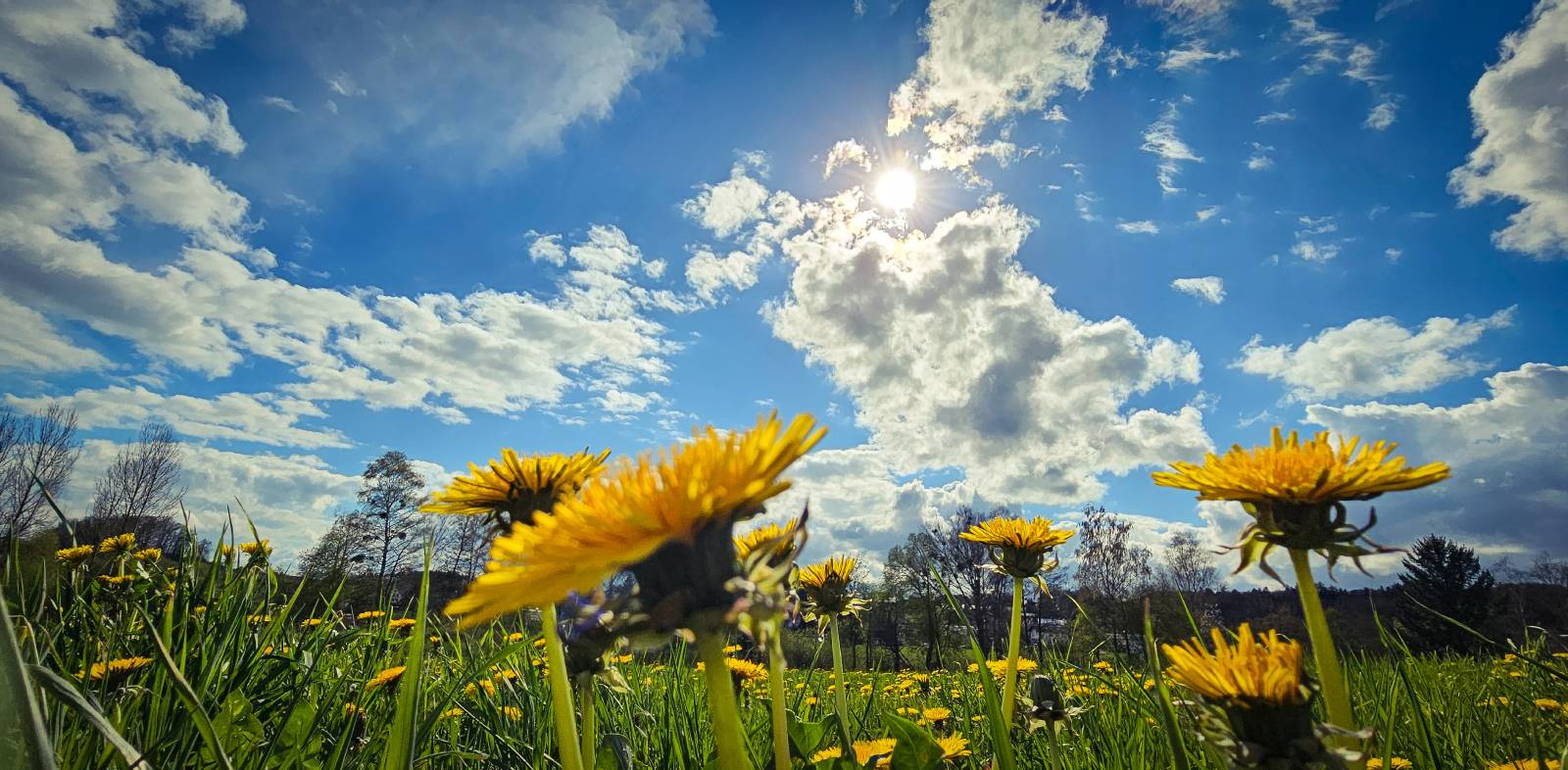 Löwenzahn-Wiese | Credit: iStock.com/Markus Christoffel