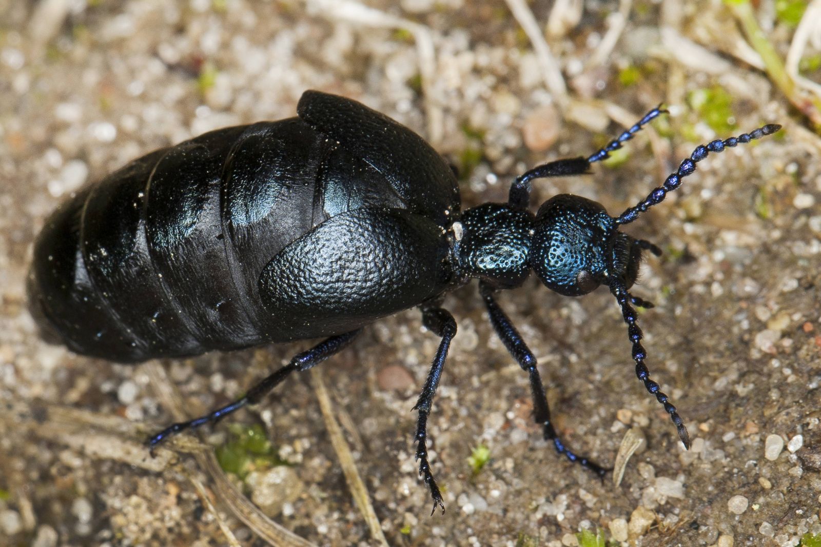 Nahaufnahme des Schwarzblauen Ölkäfers mit seinem dicken Hinterleib.