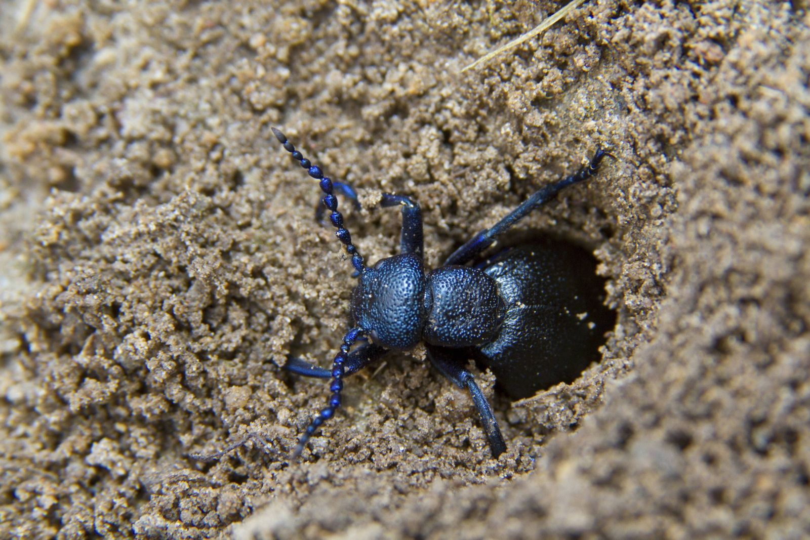 Ein Ölkäfer-Weibchen bei der Eiablage.