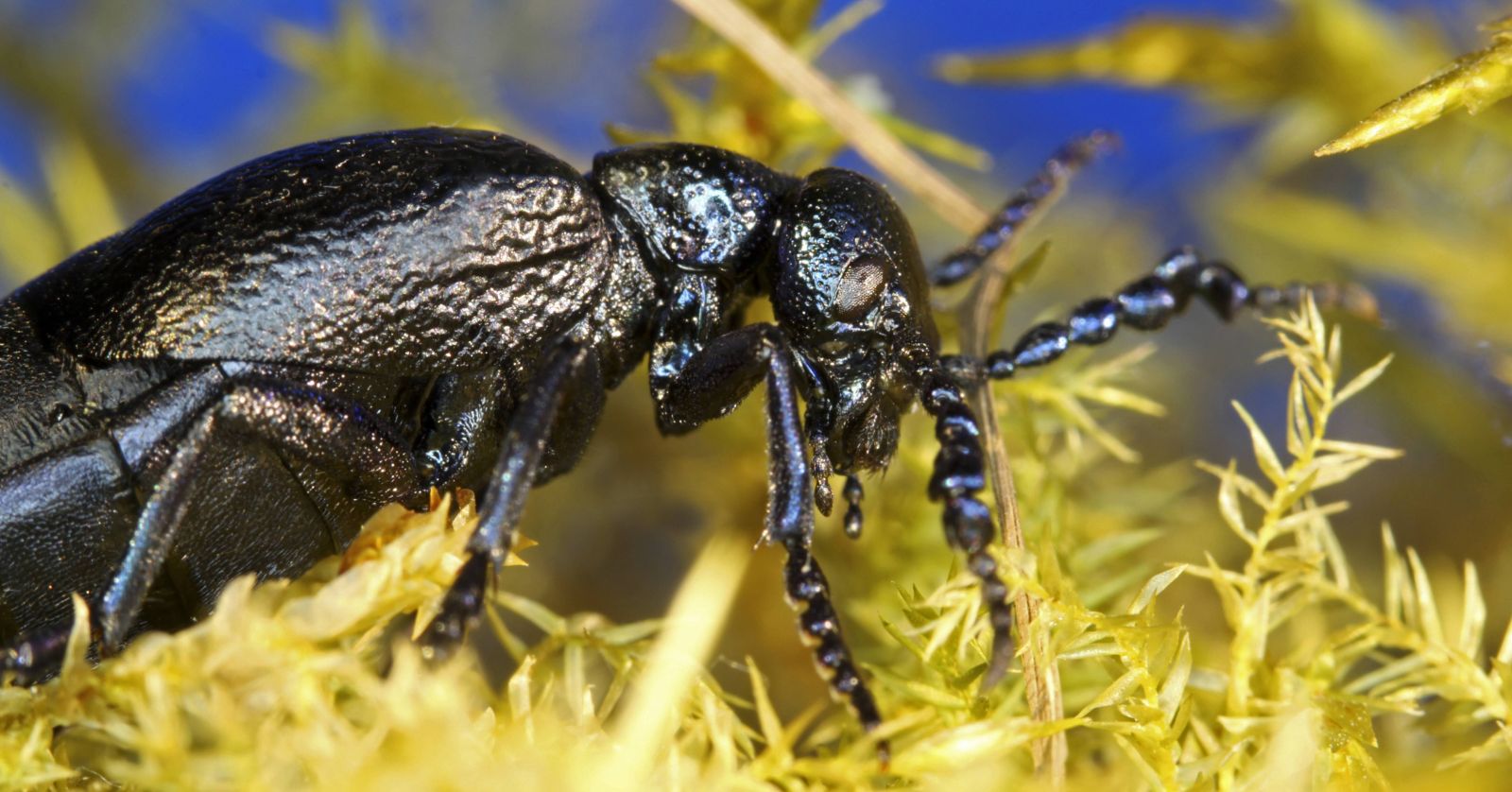 Der Schwarzblaue Ölkäfer im Gras.