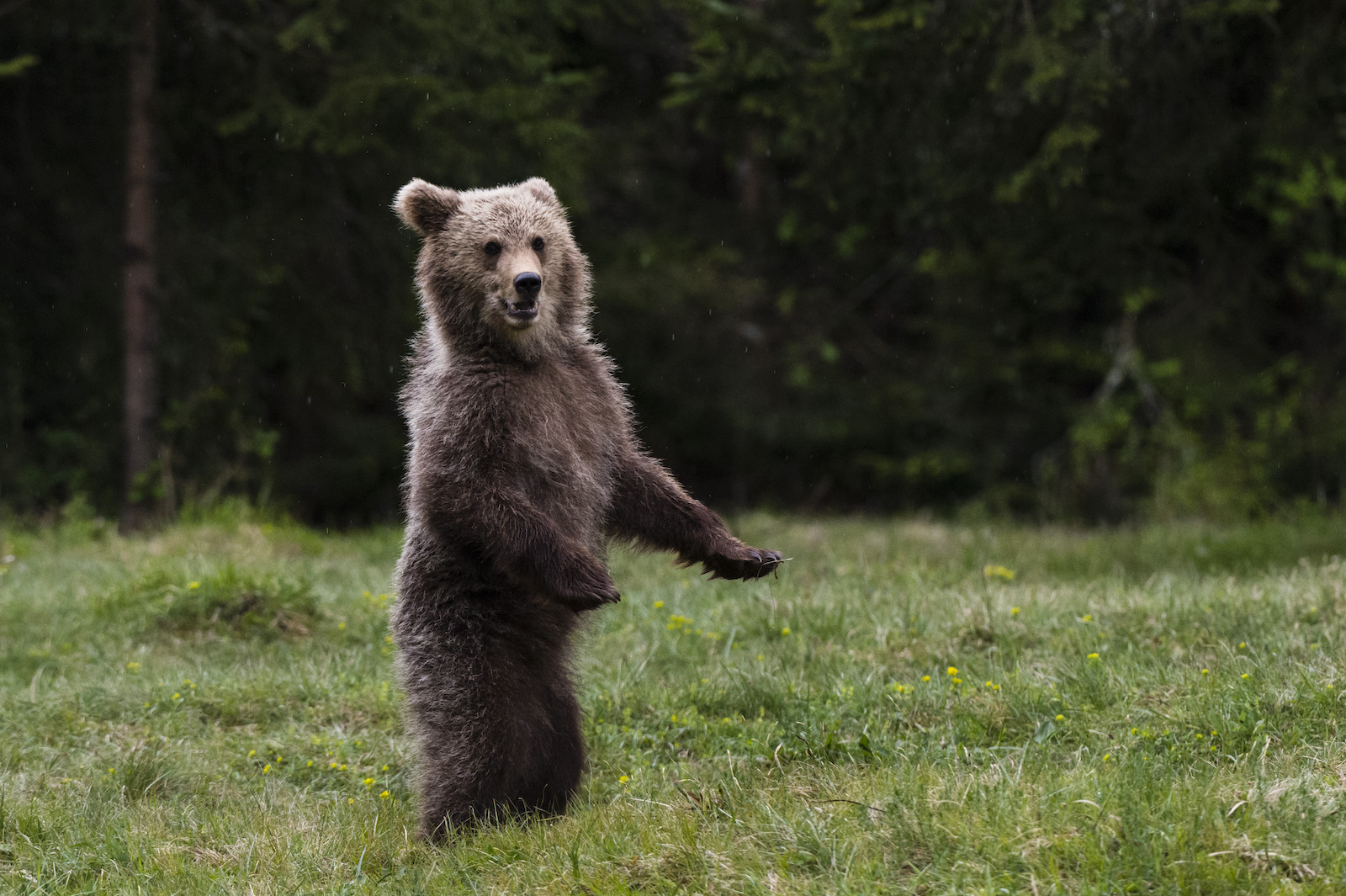 Ein aufrecht stehender Bär auf einer Wiese.
