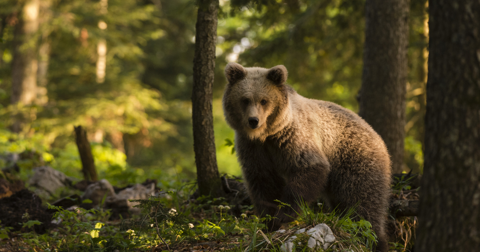 Ein Braunbär in einem Wald.