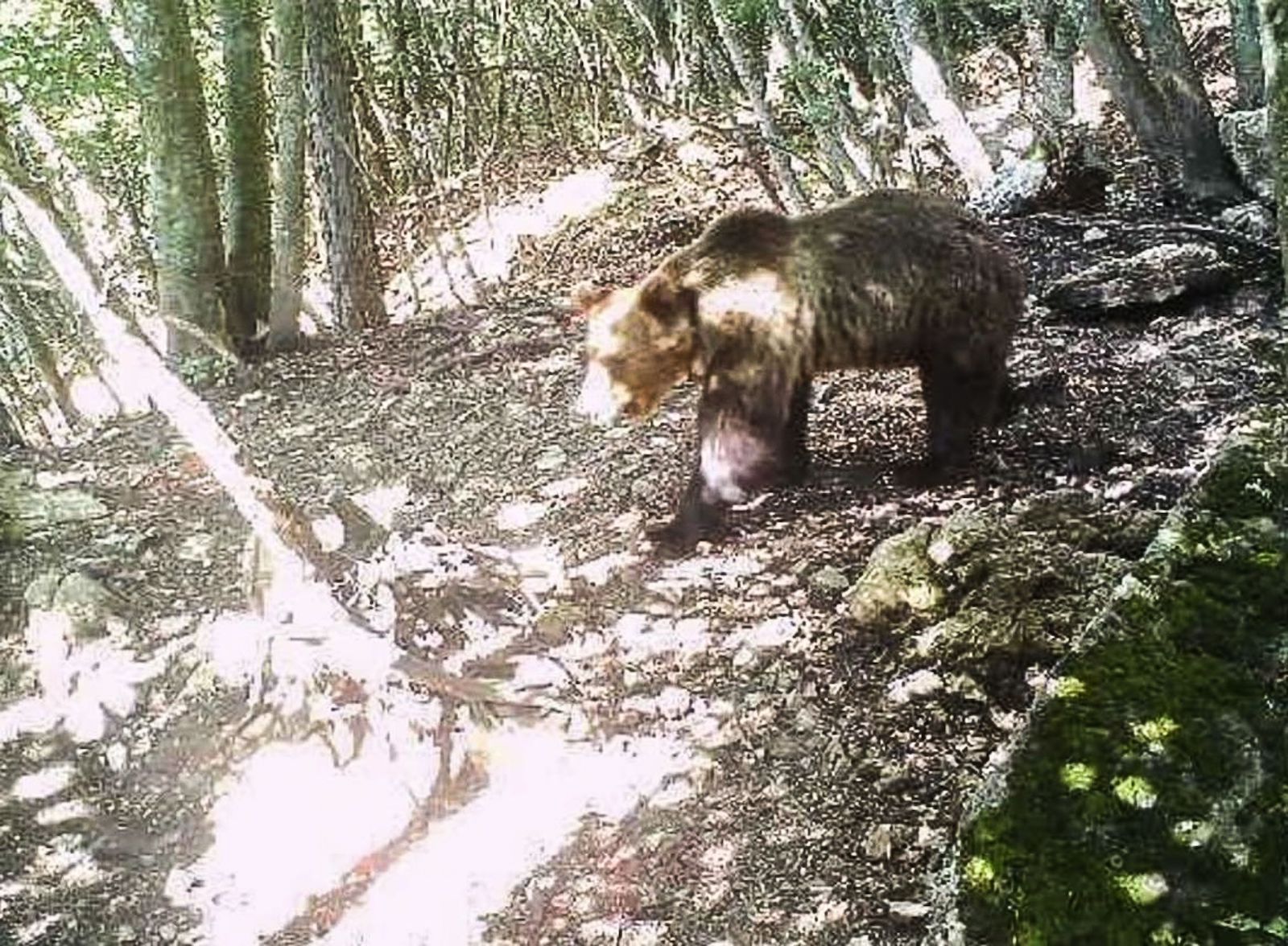 Braunbär im Trentiner Wald.
