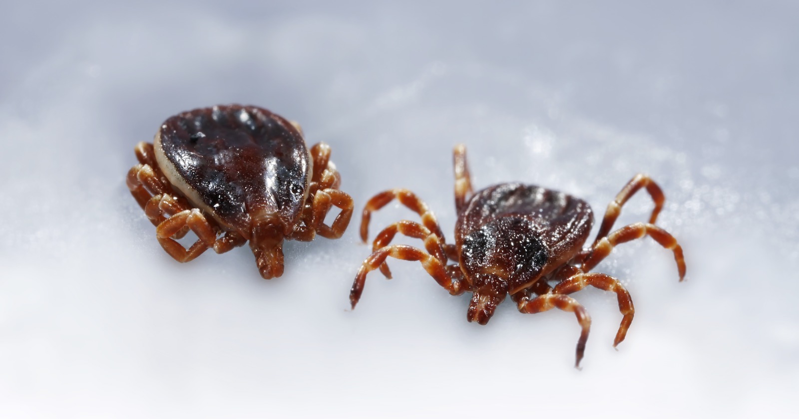 Zwei Exemplare der Afrikanischen Riesen-Zecke