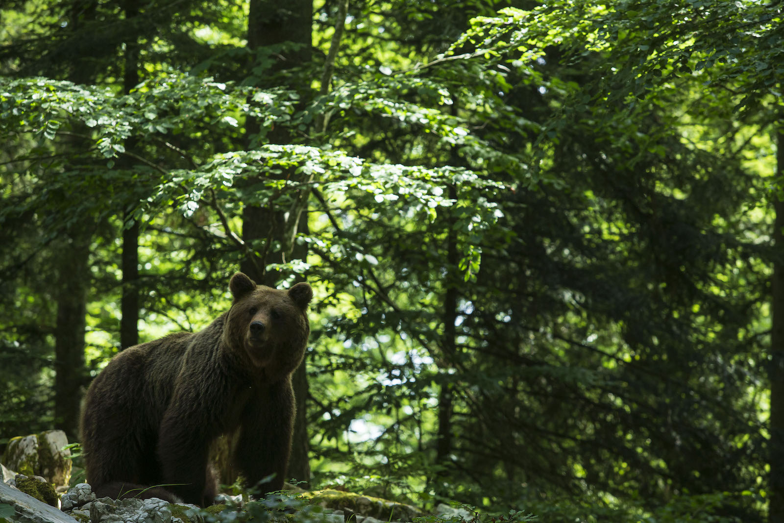 Ein Braunbär streift durch einen dichten Wald.