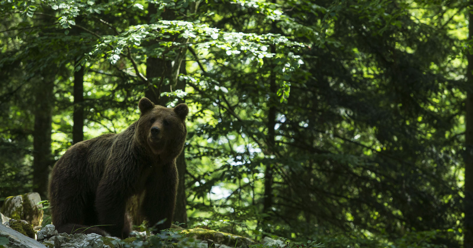 Ein Bär in einem Wald.